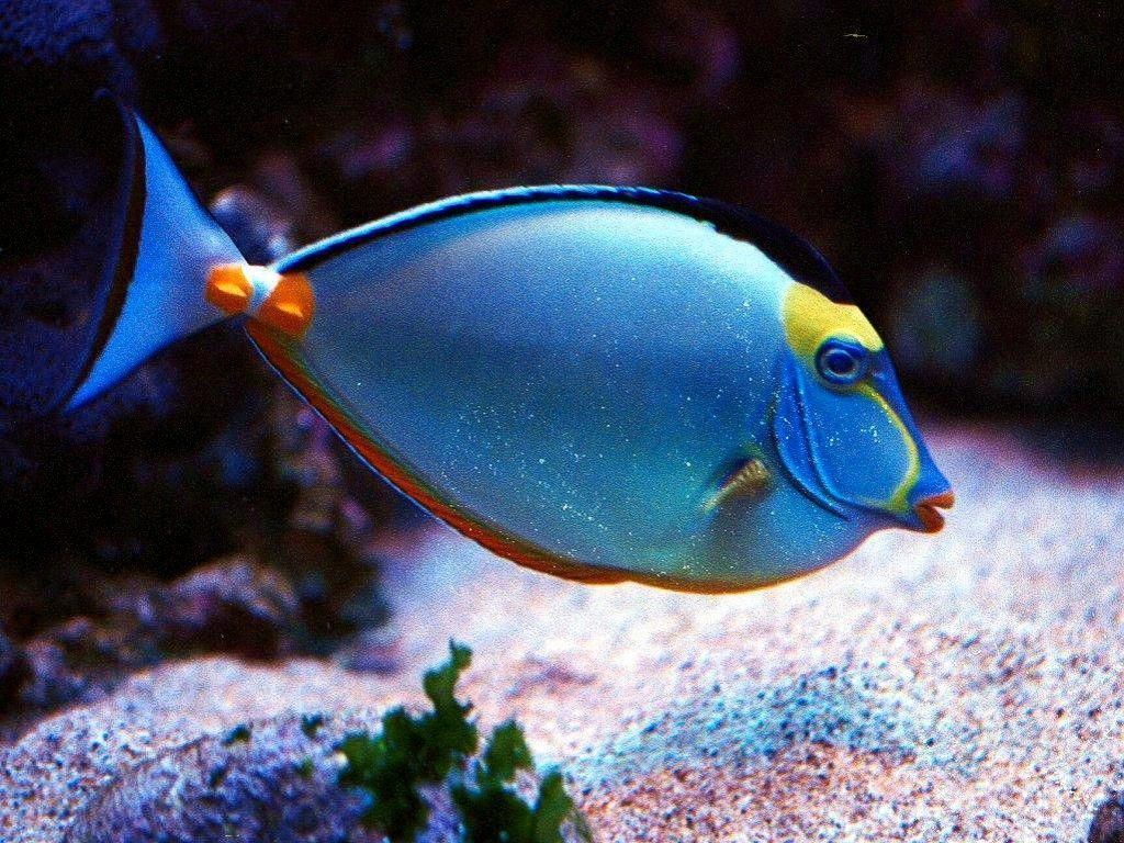PARROT FISH Family: Wrasse (Brightly Colored Fish) Habitat