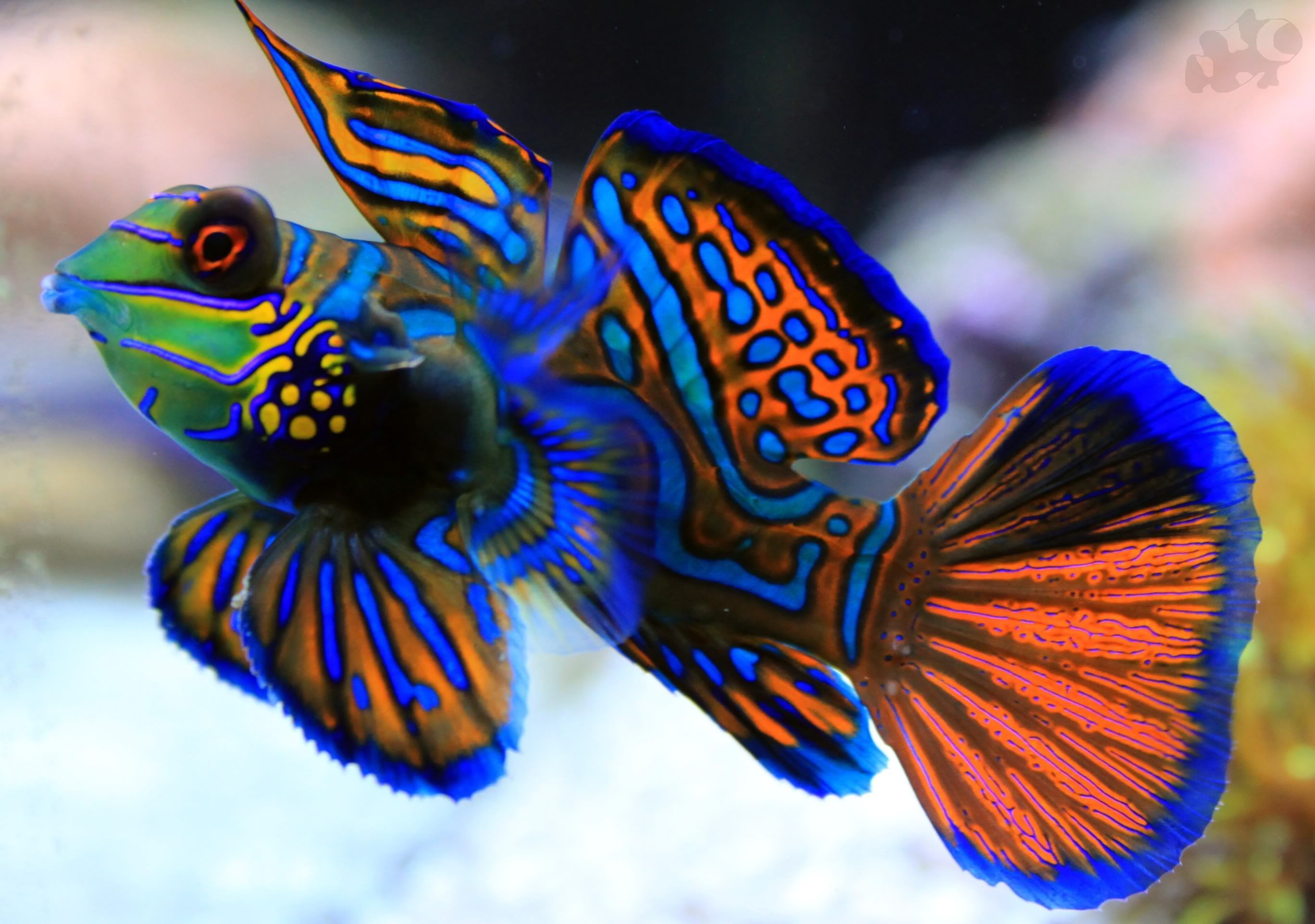 The mandarinfish or mandarin dragonet is a small, brightly colored