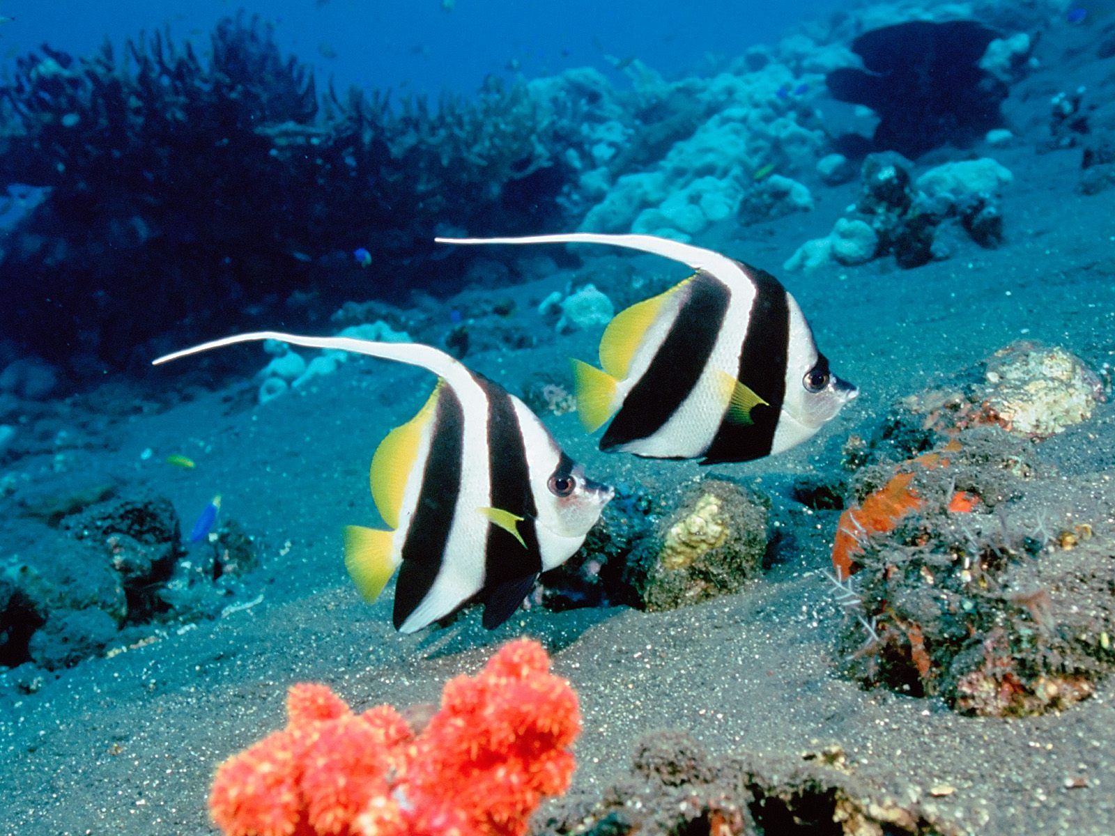 Free Beautiful Anemonefish Angelfish Sea Wallpaper For Computer