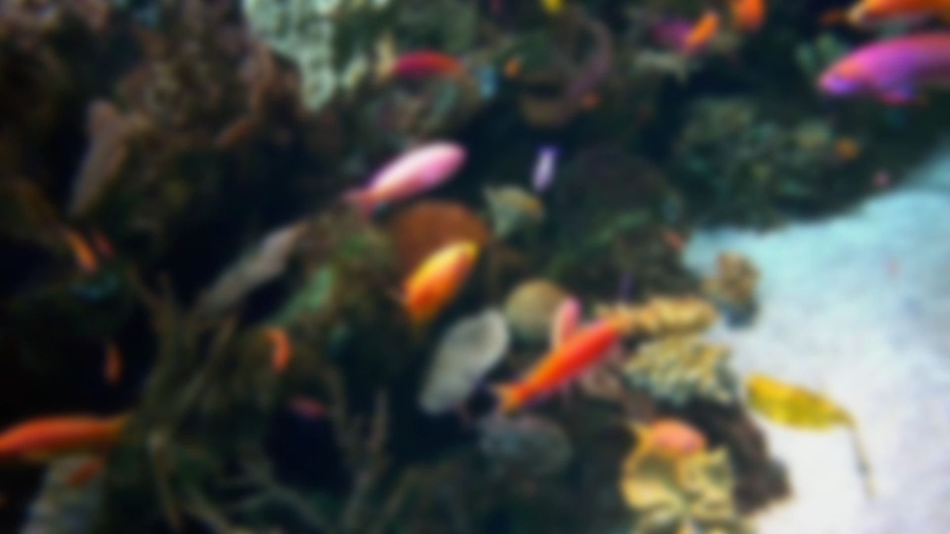 Tropical Fish Live Camera of the Pacific