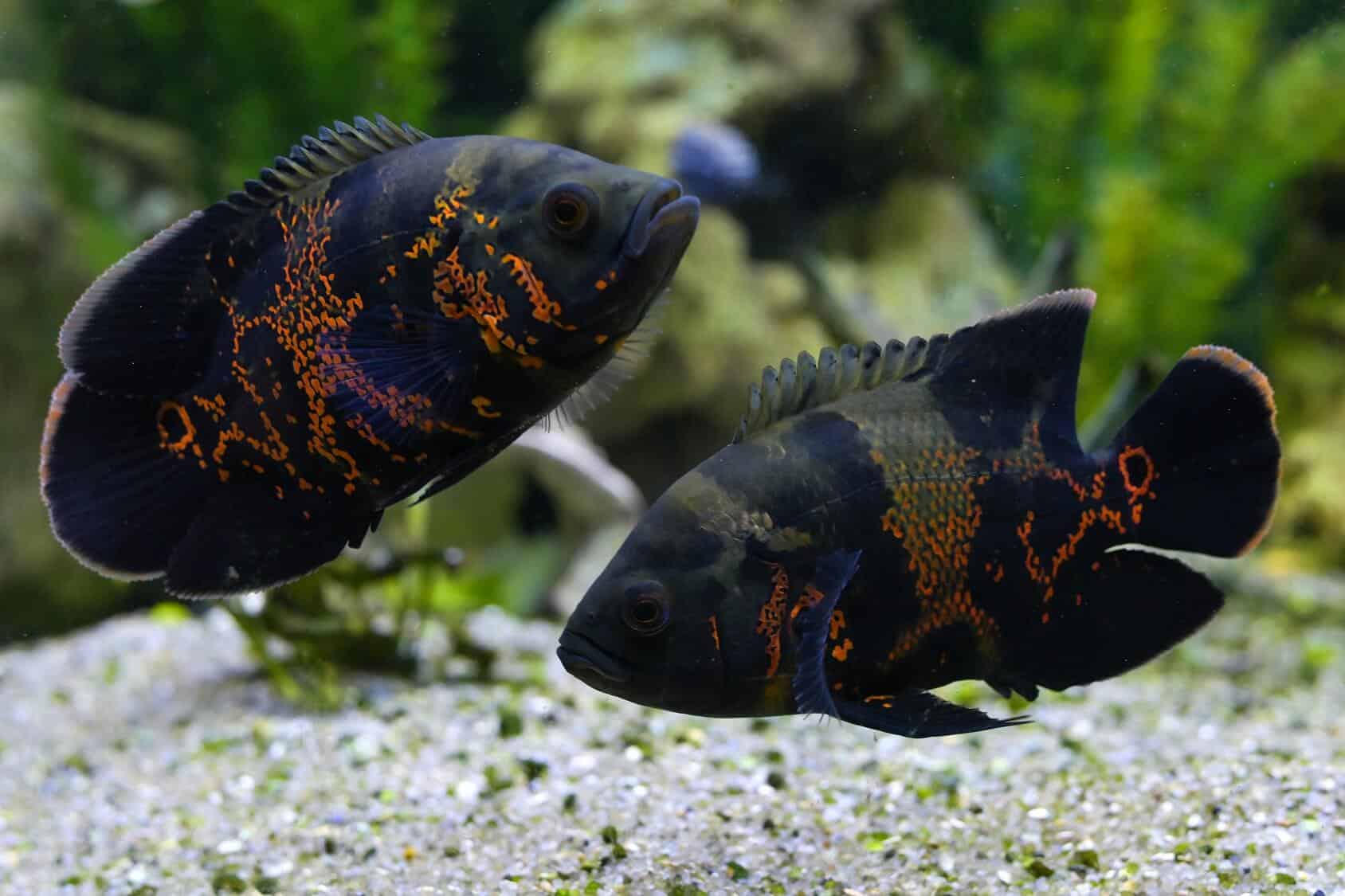Beautiful Types Of Oscar Fish