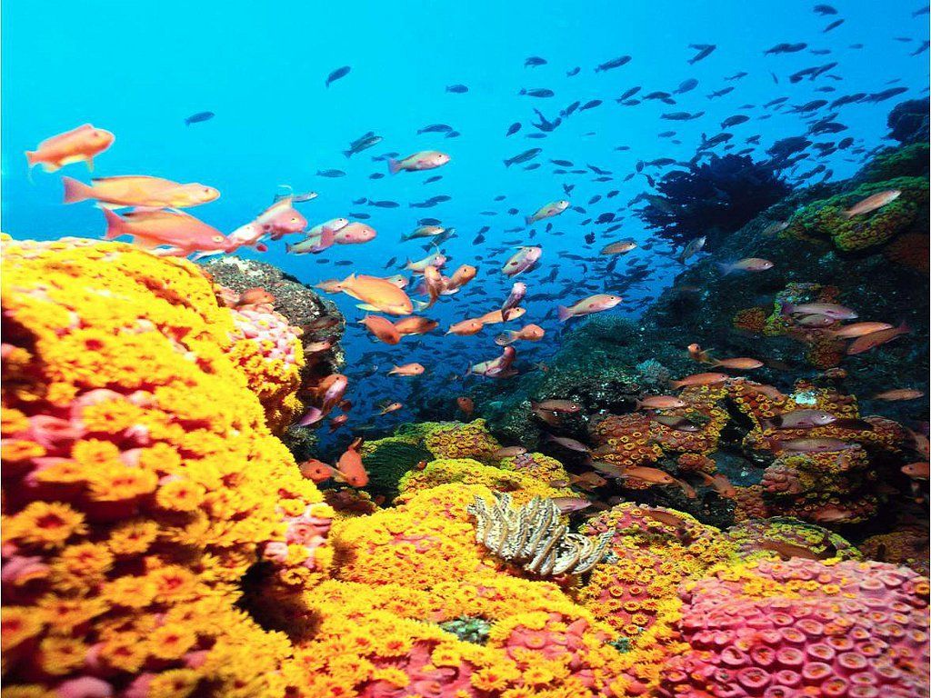 Brightly Colored Coral Reef
