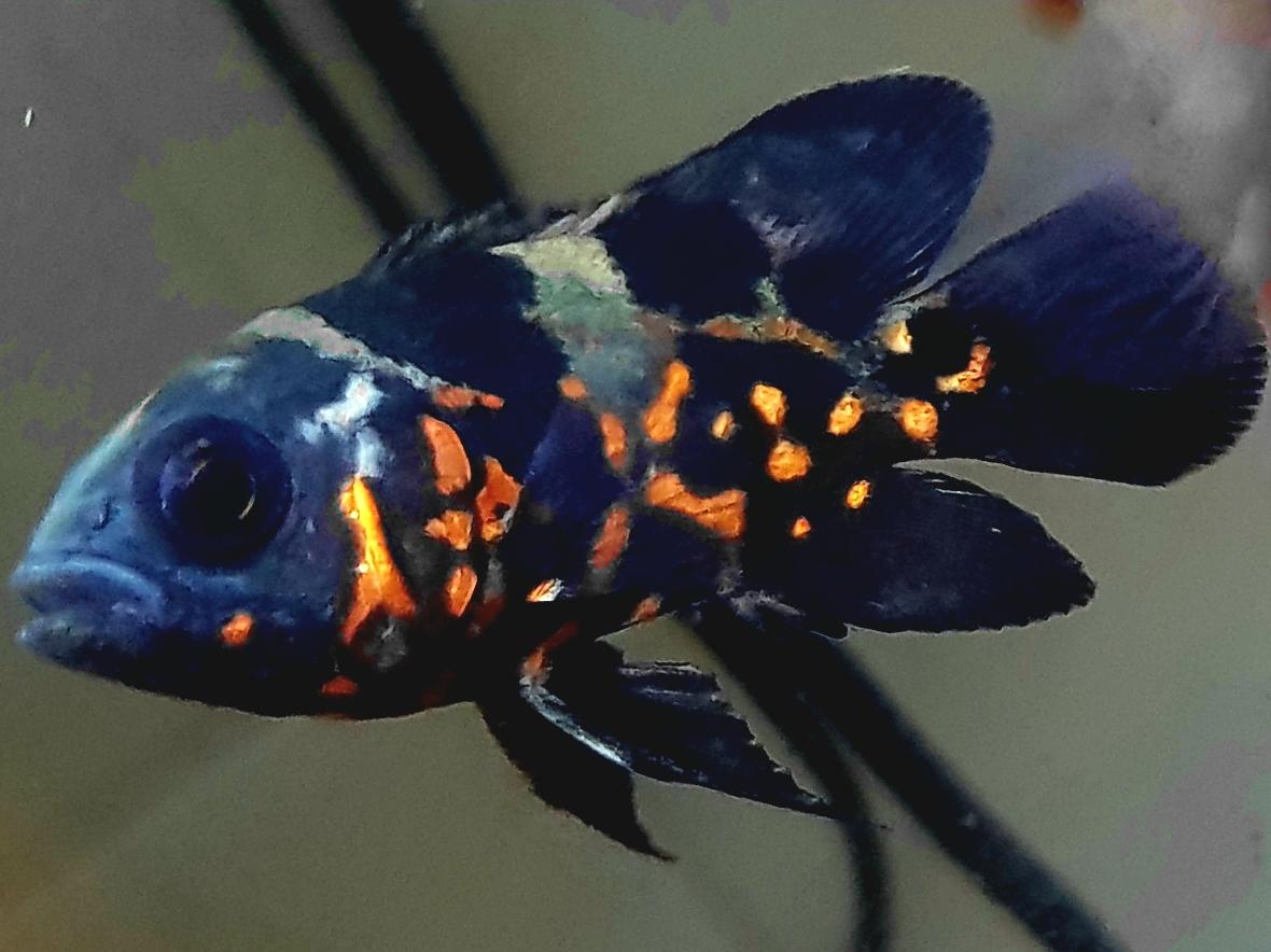 Oscar Fish: Types, Feeding habits, habitat, care, and more