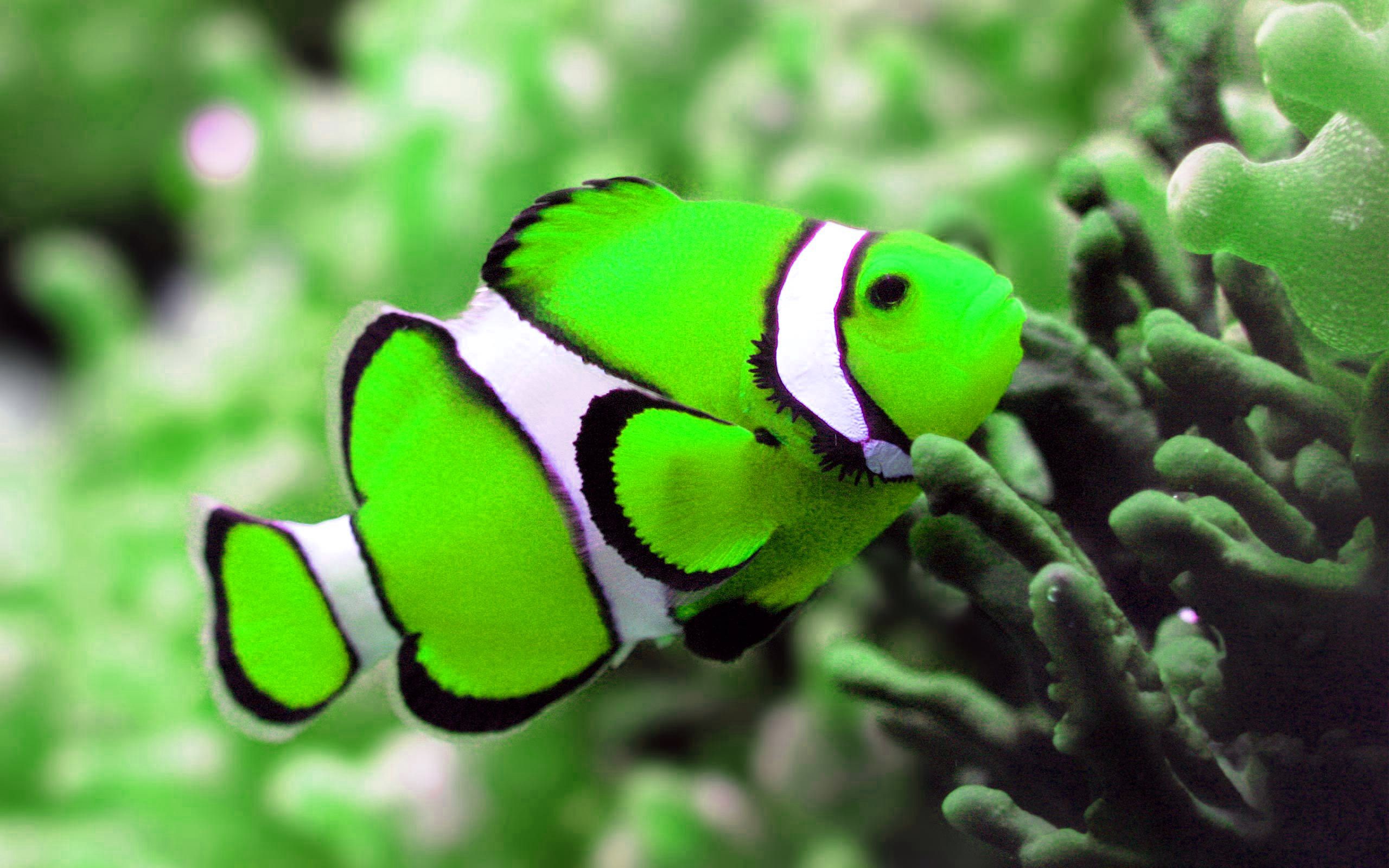 Free photo: Colorful fish, Colorful, Fauna