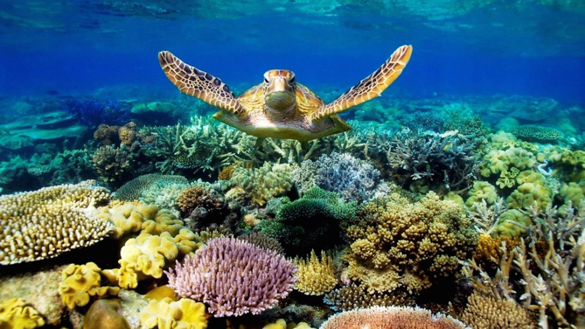 Free download Great Barrier Reef Turtle Wallpaper HD Download
