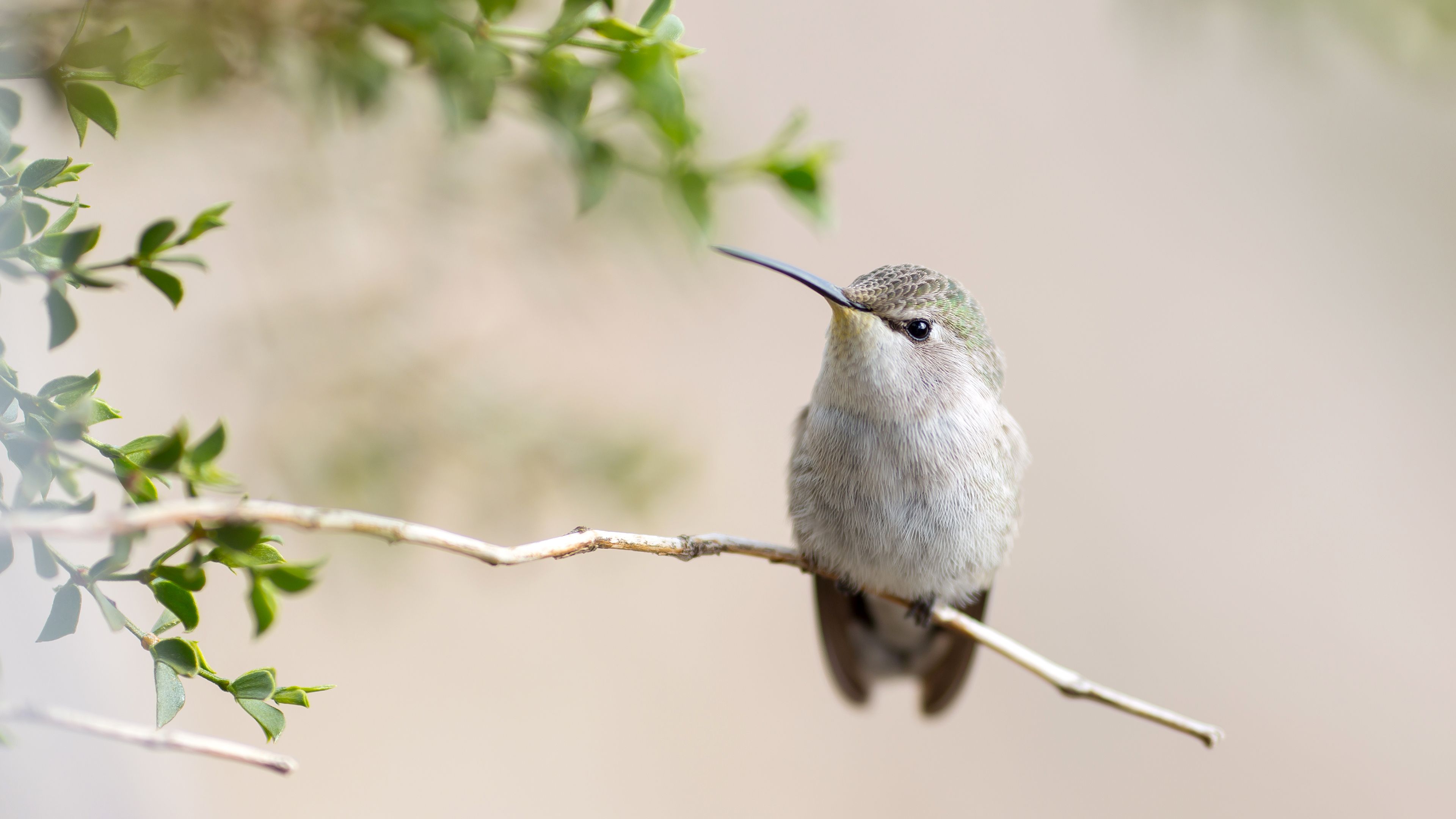 Hummingbird 4k, HD Birds, 4k Wallpaper, Image, Background