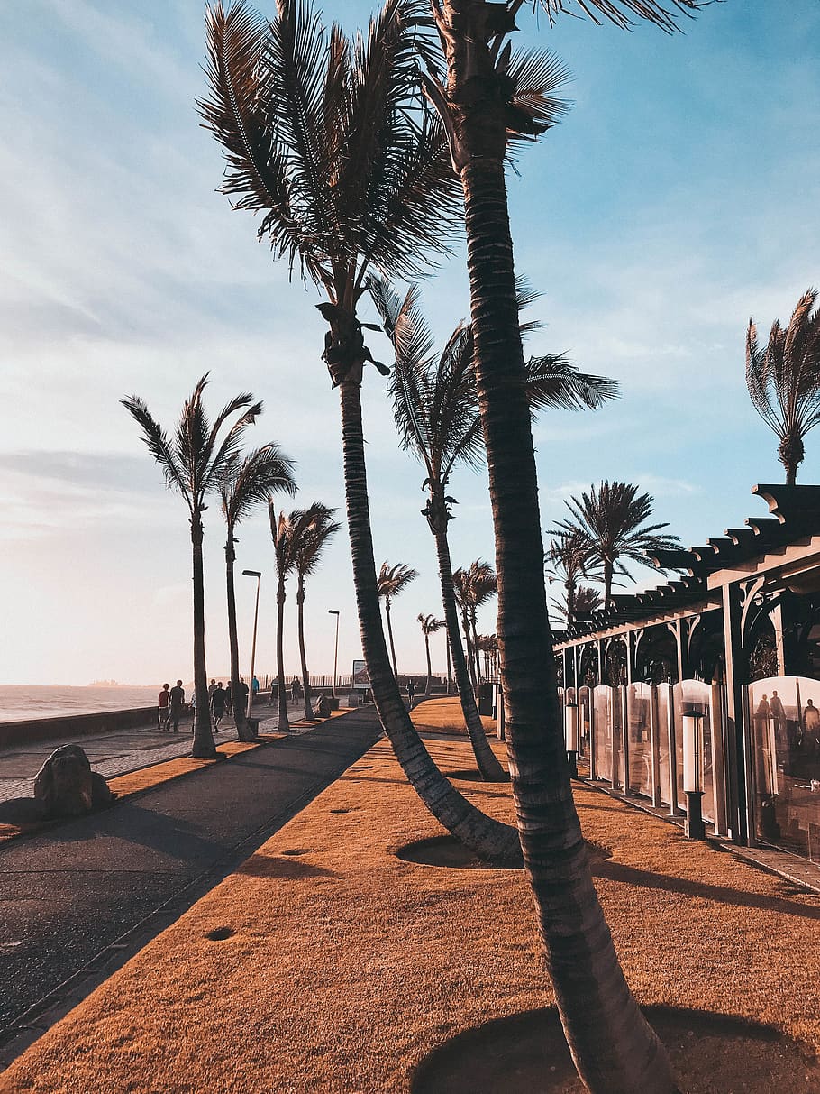 HD wallpaper: spain, gran canaria, color, palmtree, street, trees