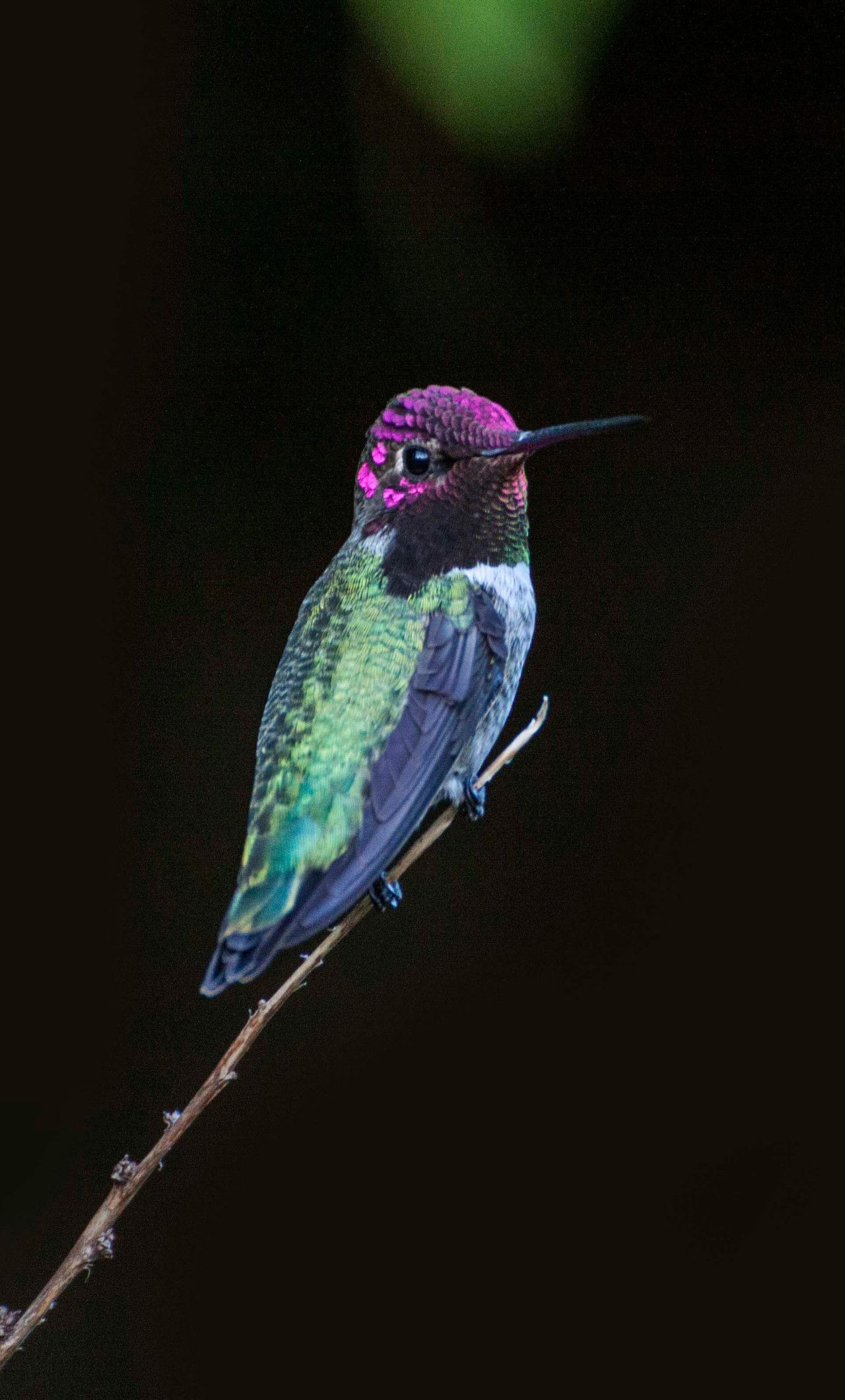 Hummingbird Close Up 4k iPhone HD 4k Wallpaper