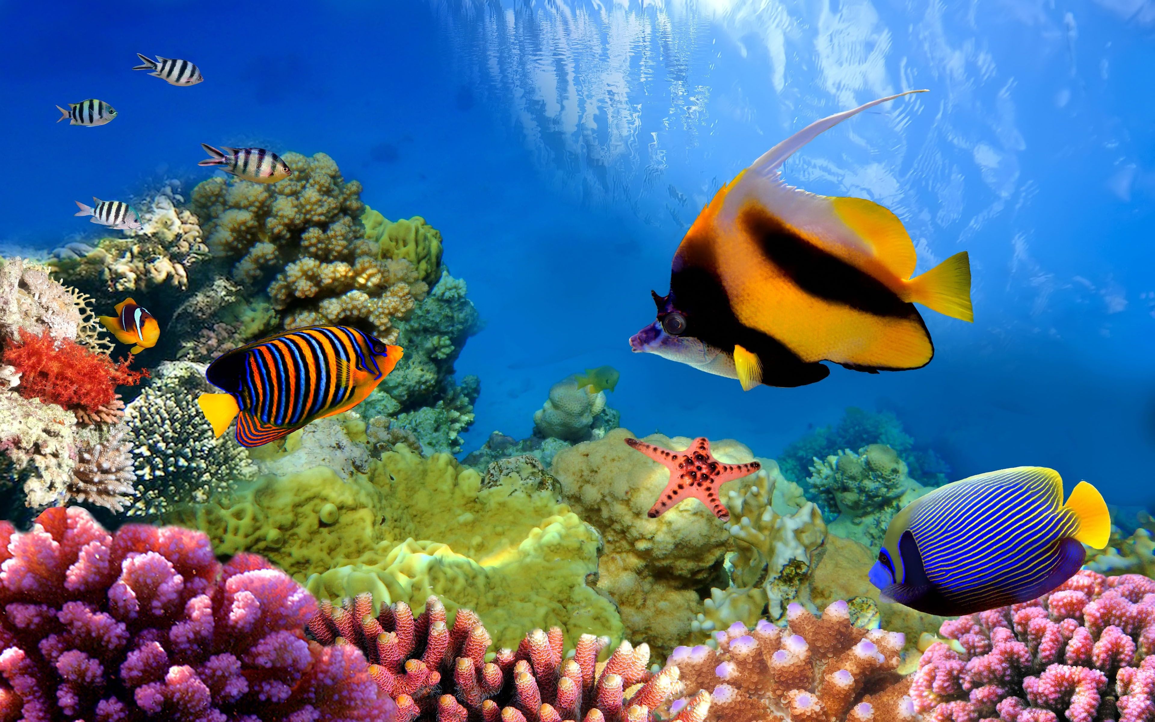 Underwater in the Great Barrier Reef 4k Ultra HD Wallpaper
