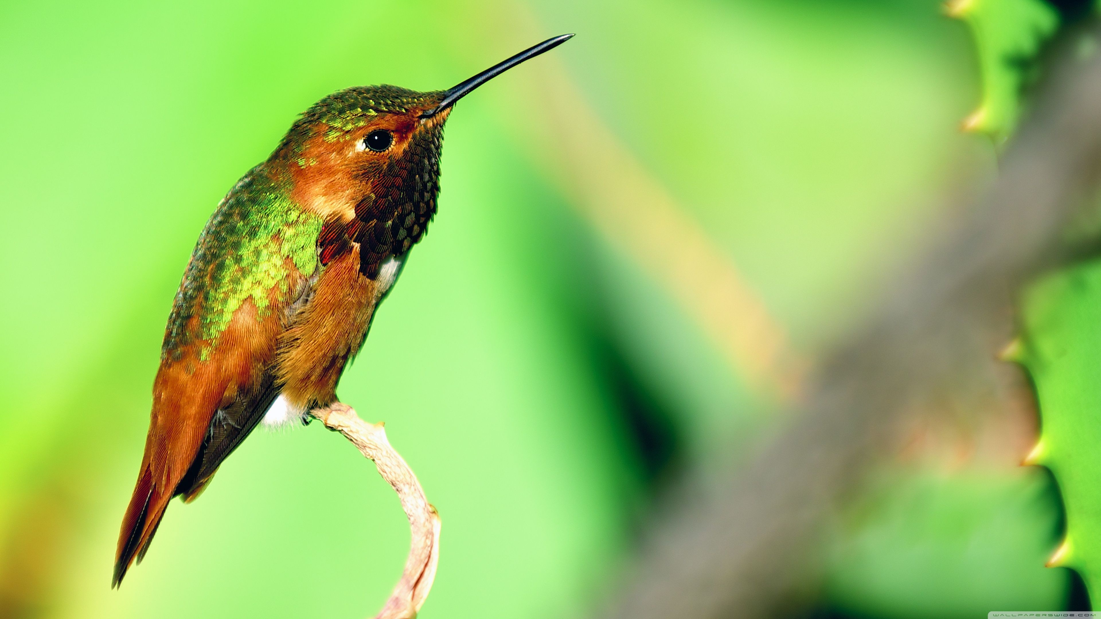 Hummingbird Resting Ultra HD Desktop Background Wallpaper for 4K