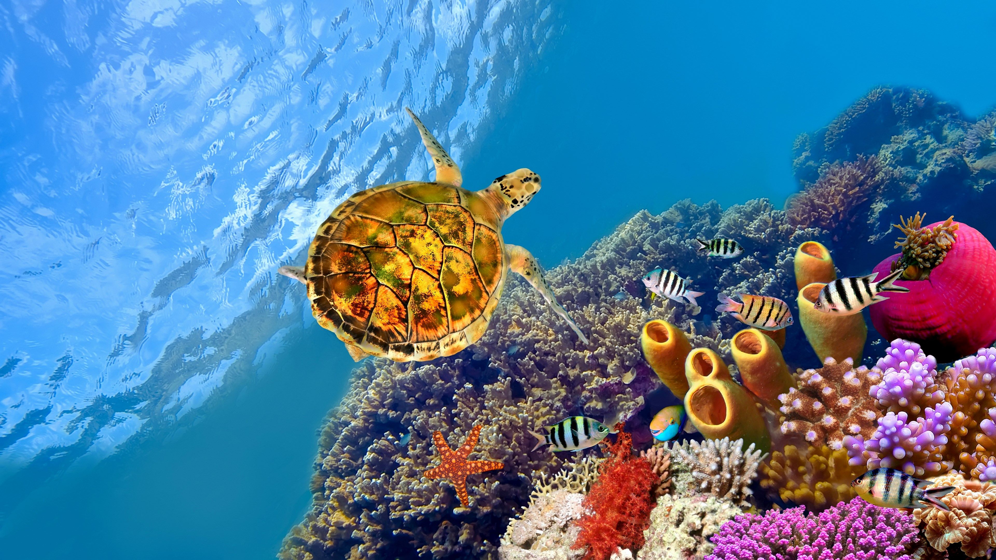 Great Barrier Reef Turtle 4K Wallpapers - Wallpaper Cave