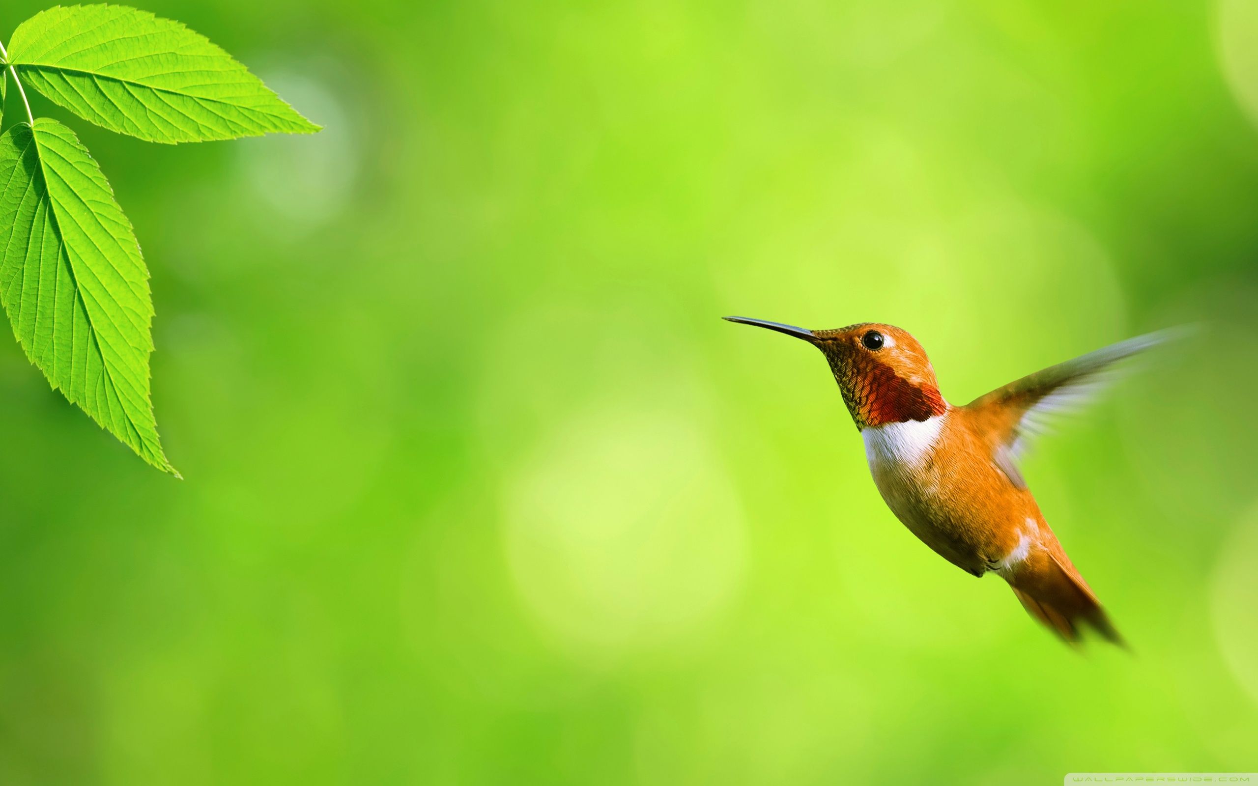 Hummingbird HD Wallpaper and Background Image