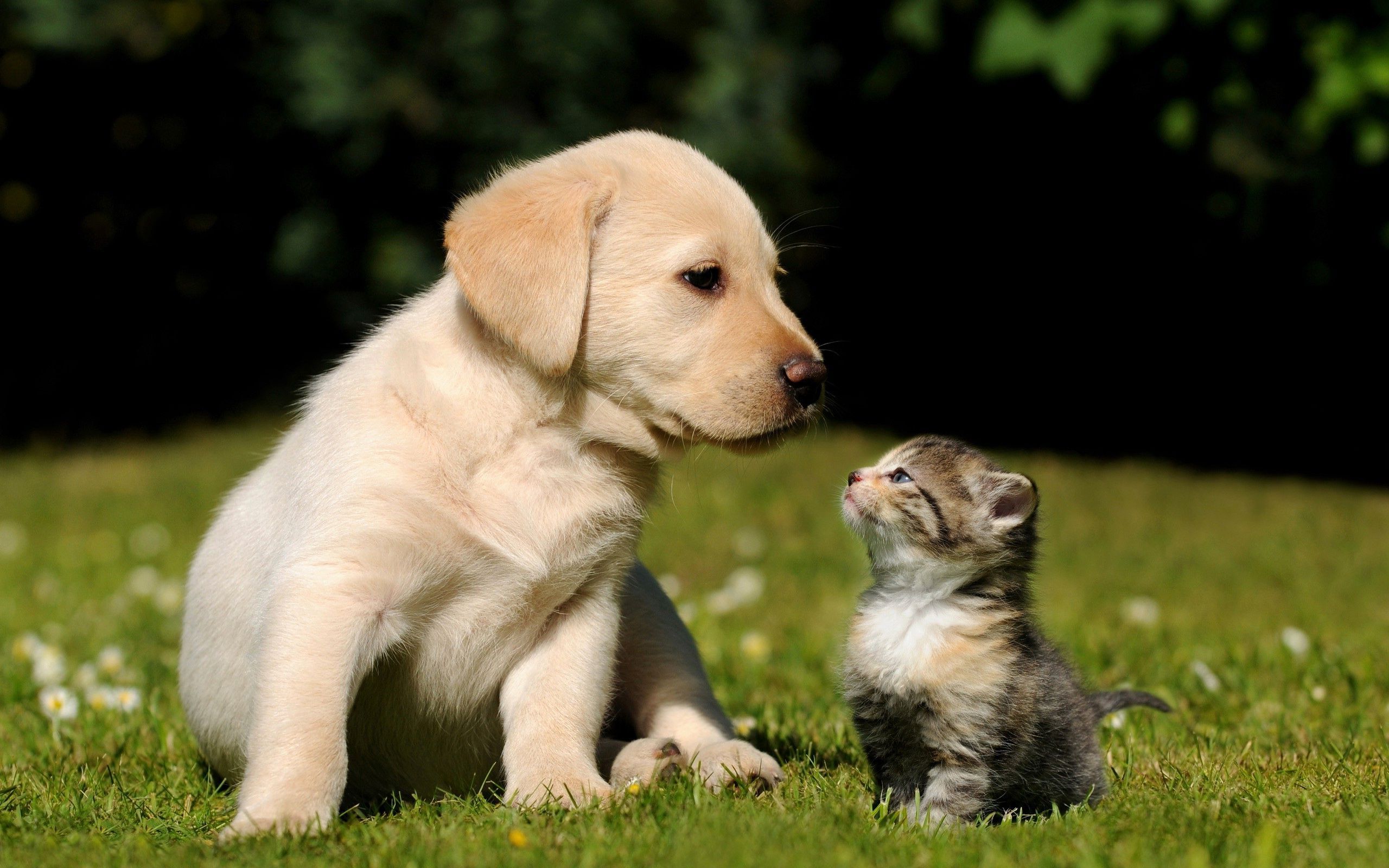 Puppy and Kitten HD Wallpaper. HDX Wallpaper. Cute puppies
