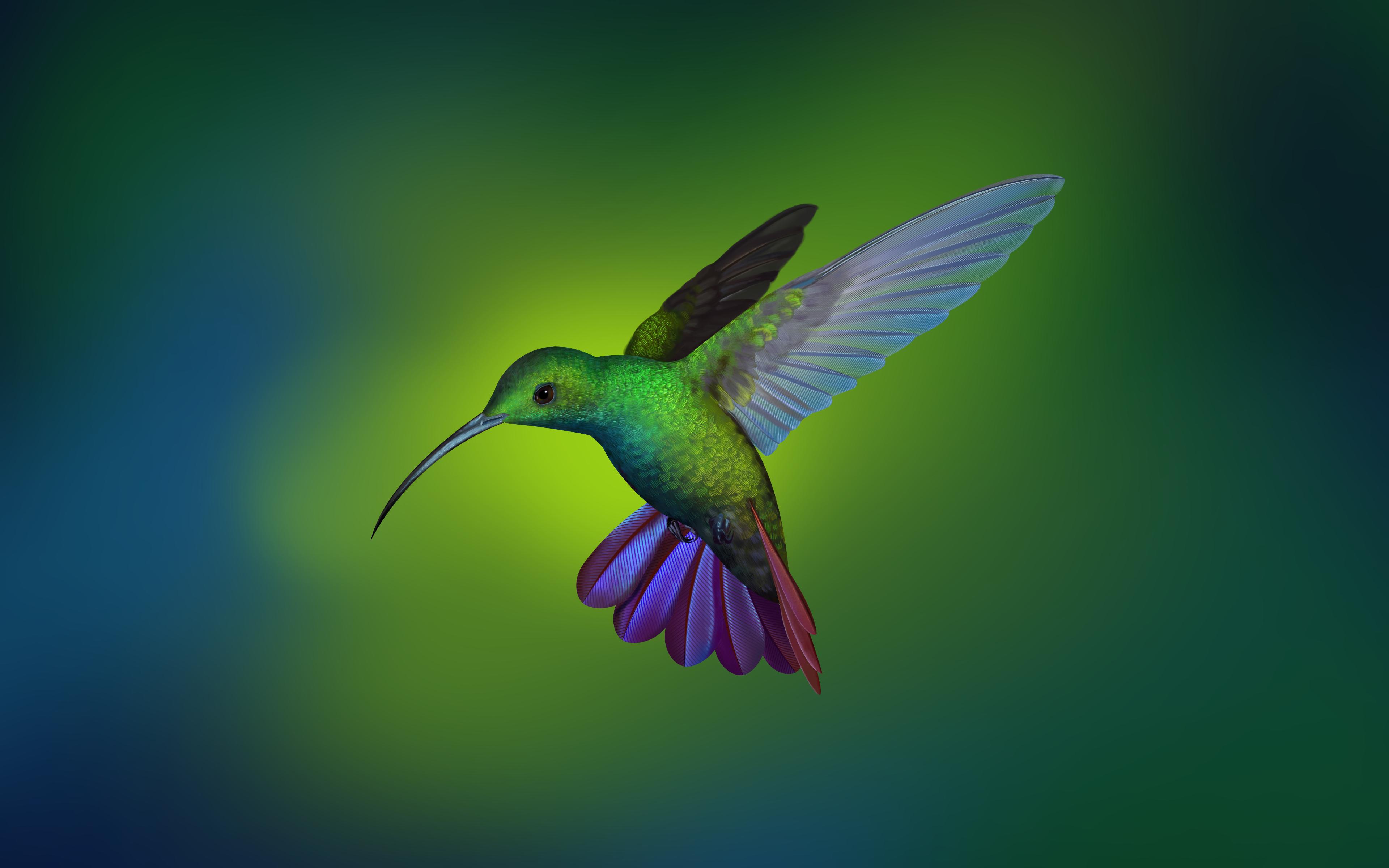 Hummingbird 4K wallpaper for your desktop or mobile screen free
