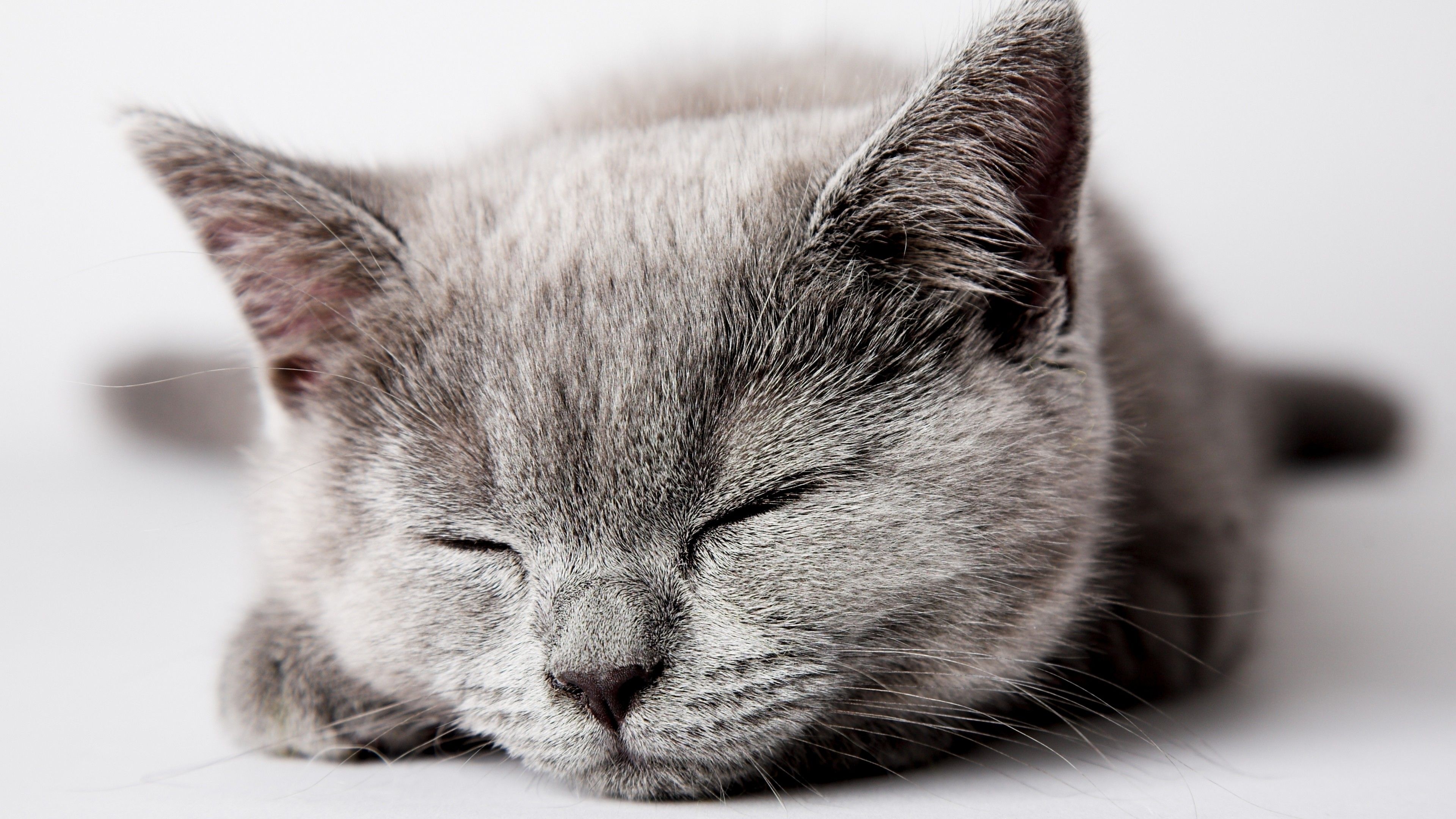 Wallpaper cat, cute, sleep, 5k, Animals