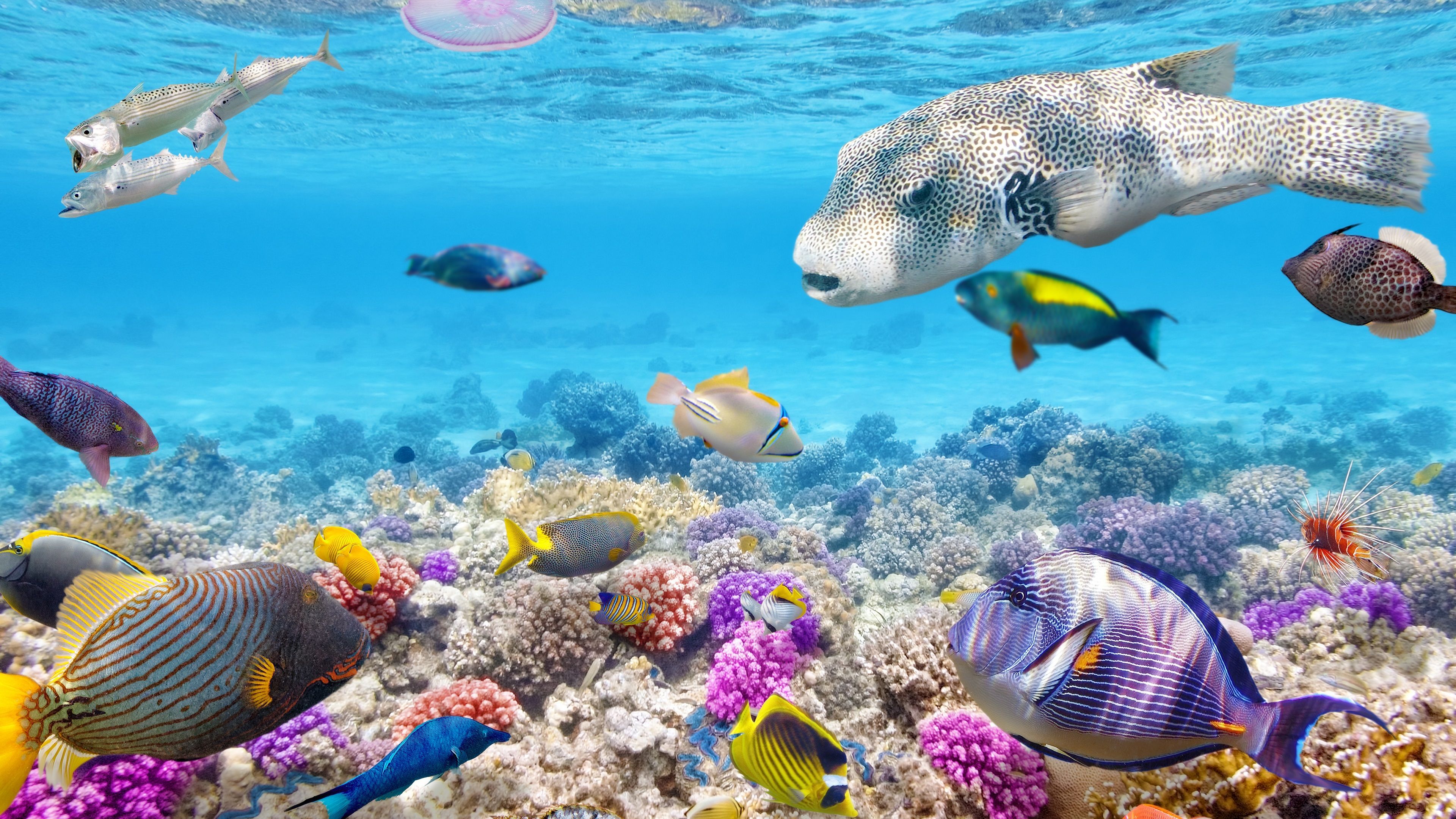Great Barrier Reef Turtle 4K Wallpapers Wallpaper Cave