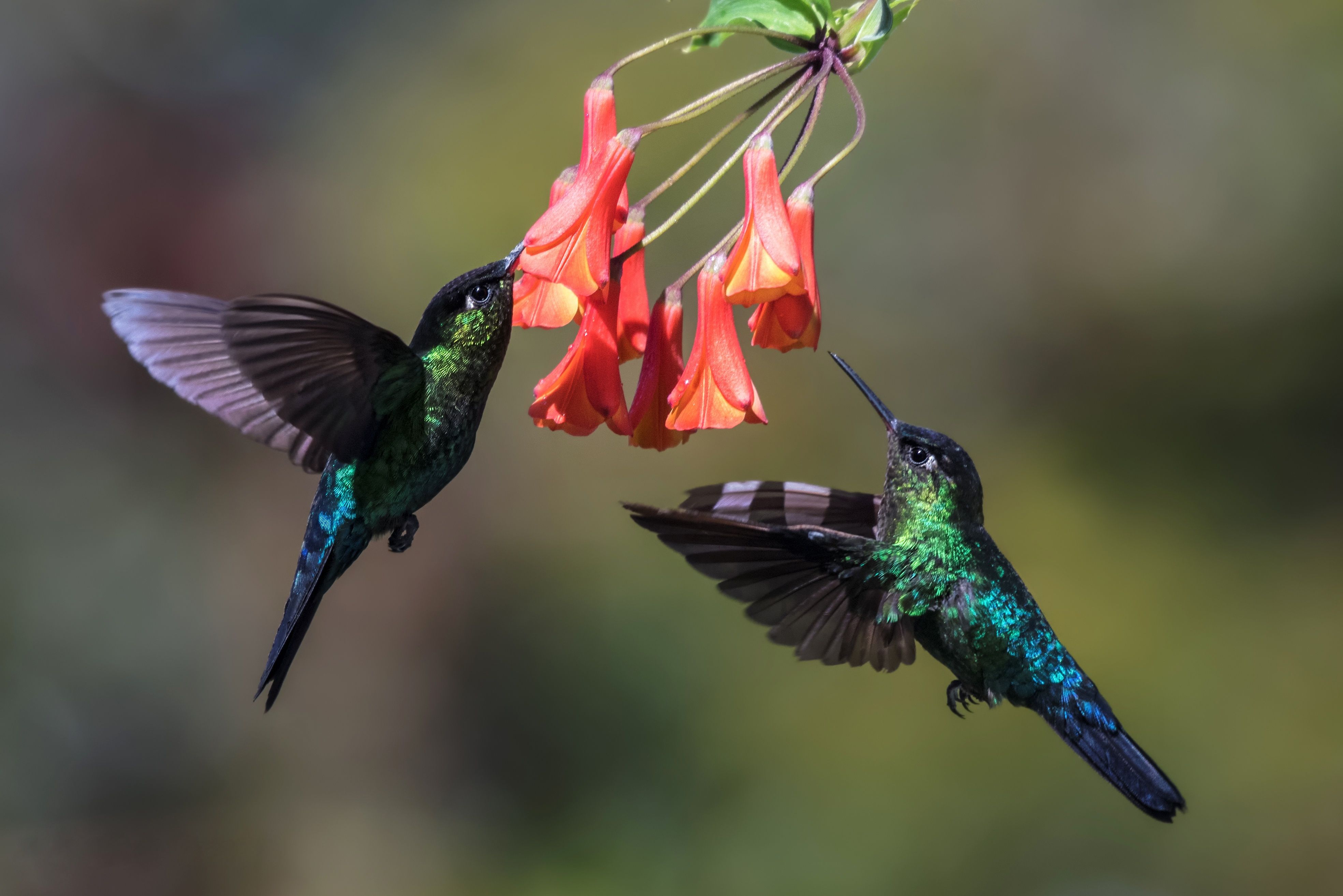 Bring Colour To Your Desktop With This Free K Hummingbird Themed Windows Wallpaper Pack