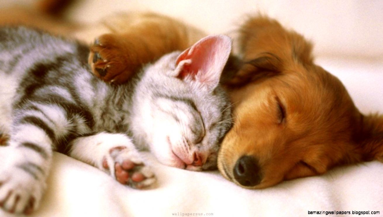 Cute Kitten And Puppy Wallpaper