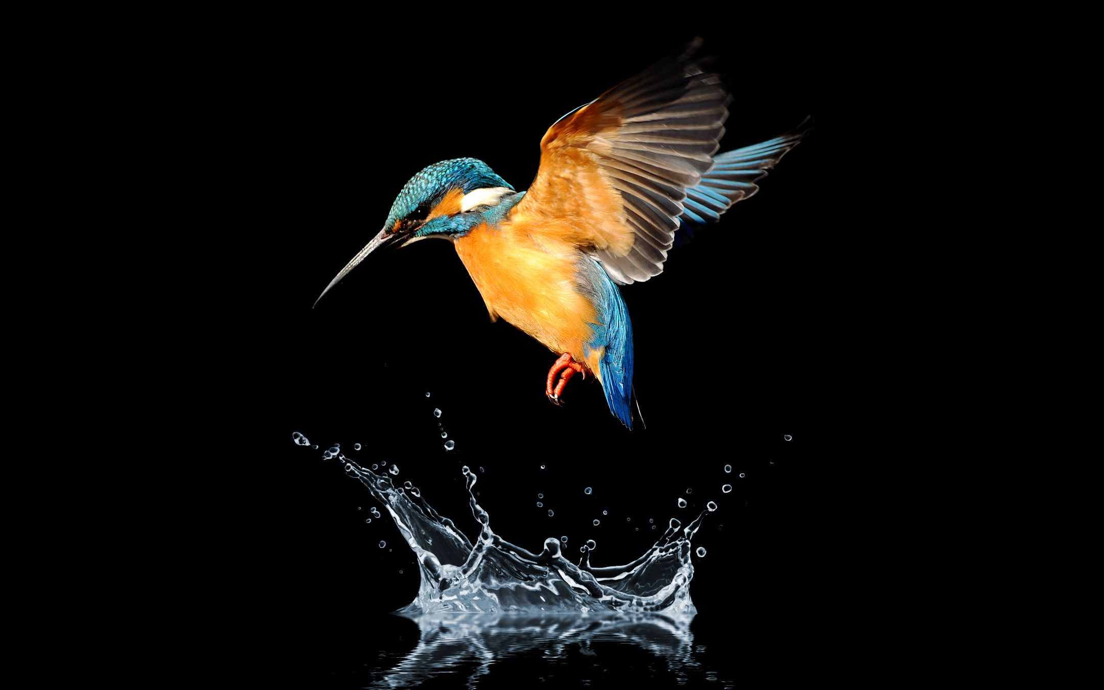 Blue tailed hummingbird HD Wallpaper Download Resolution 4K