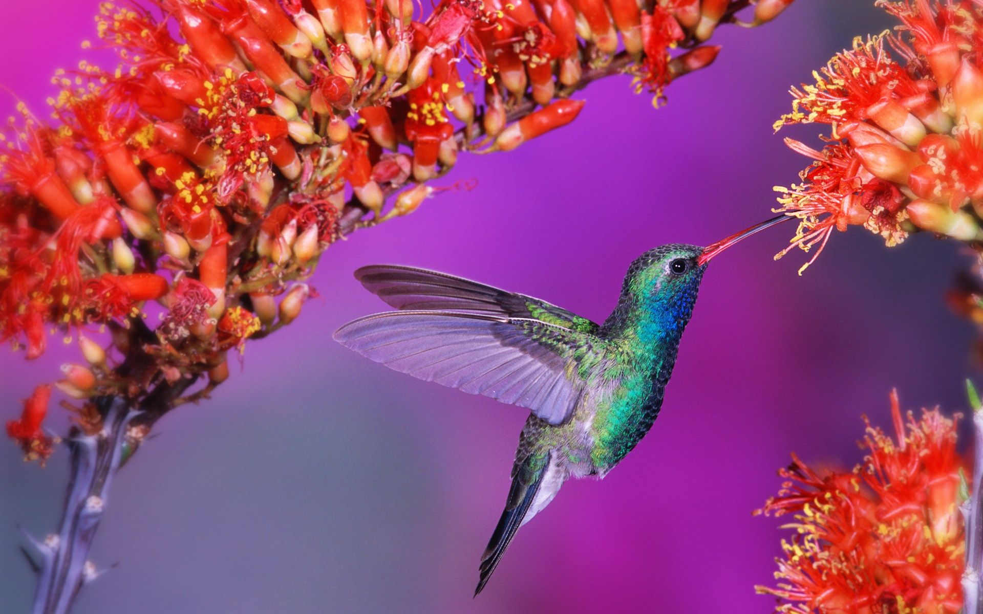 Hummingbird Screen Background