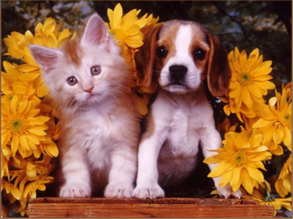 Puppy And Kitten Wallpaper HD