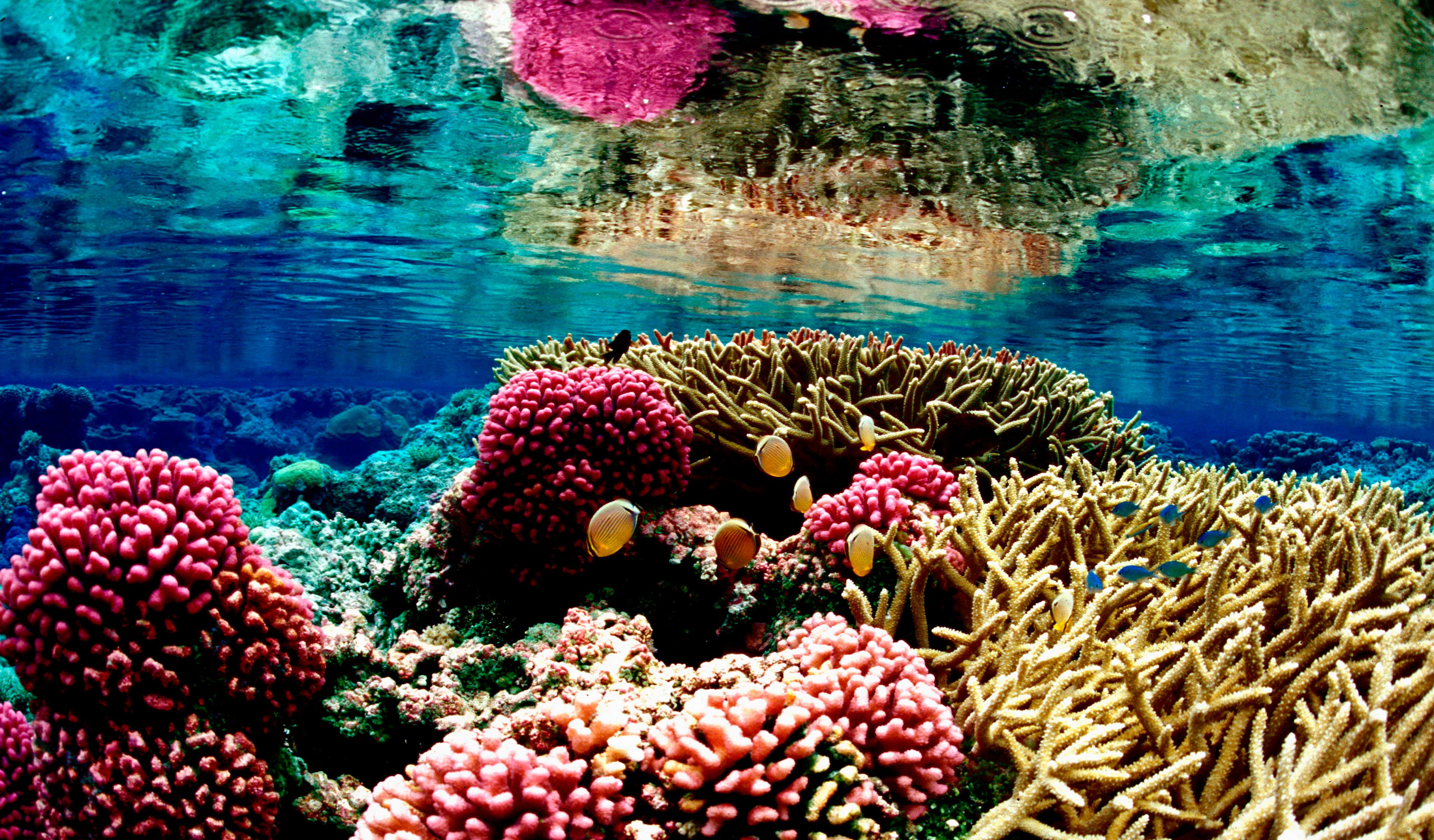 Coral Reef 4K Wallpaper Free Coral Reef 4K Background