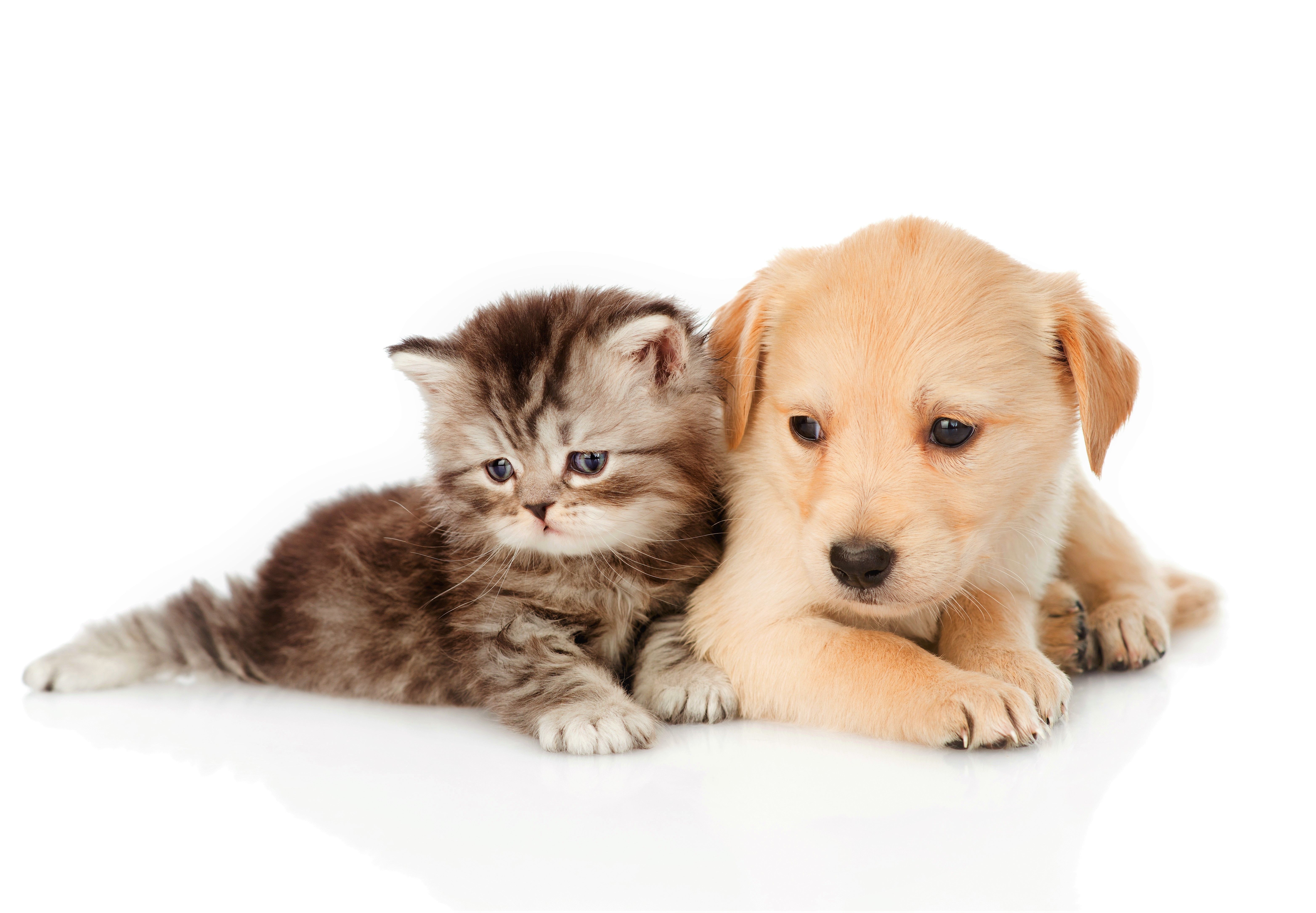 Kitten and Puppy 5k Retina Ultra HD Wallpaper. Background Image