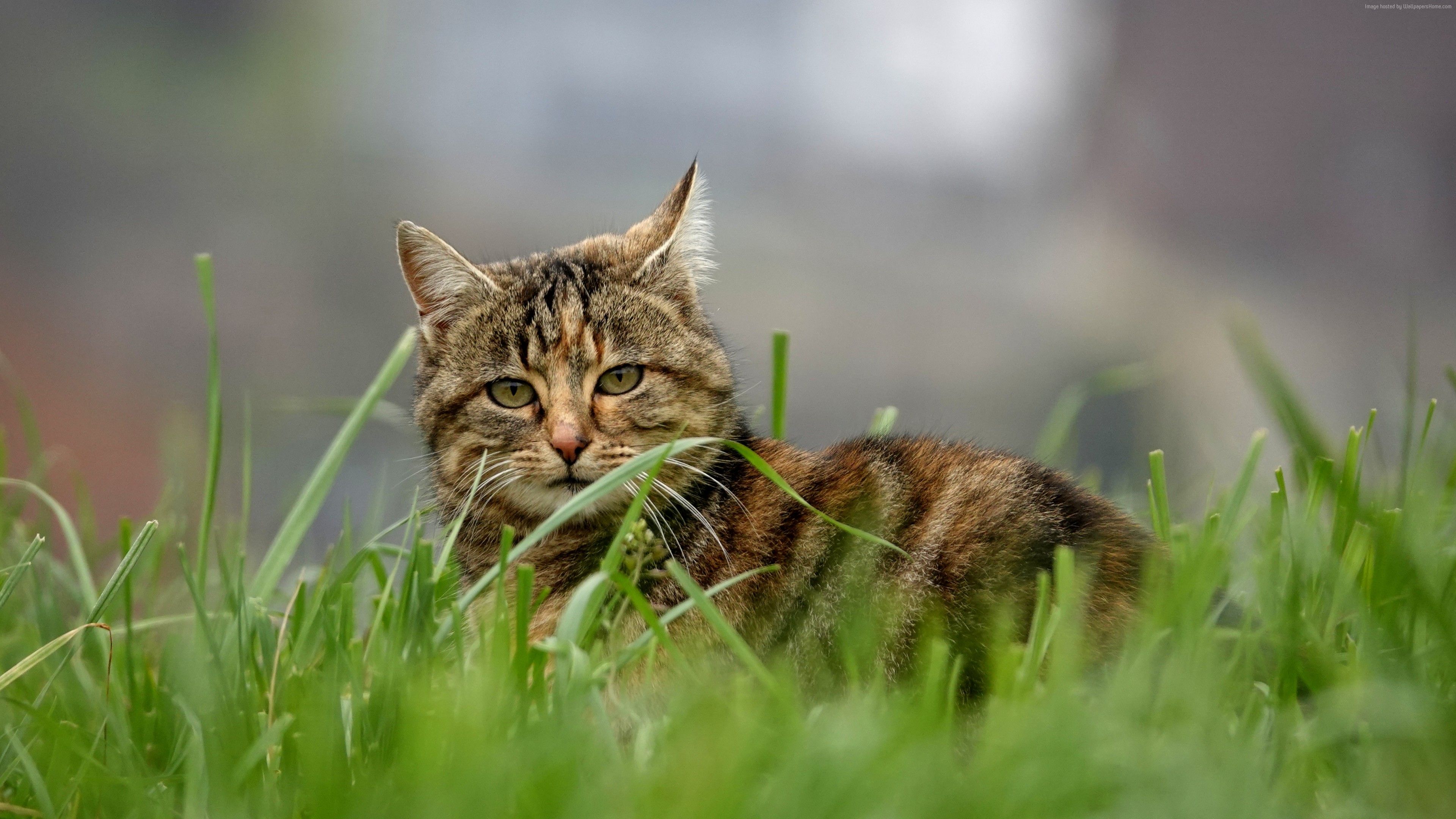 Wallpaper cat, grass, 5K, Animals Wallpaper Download