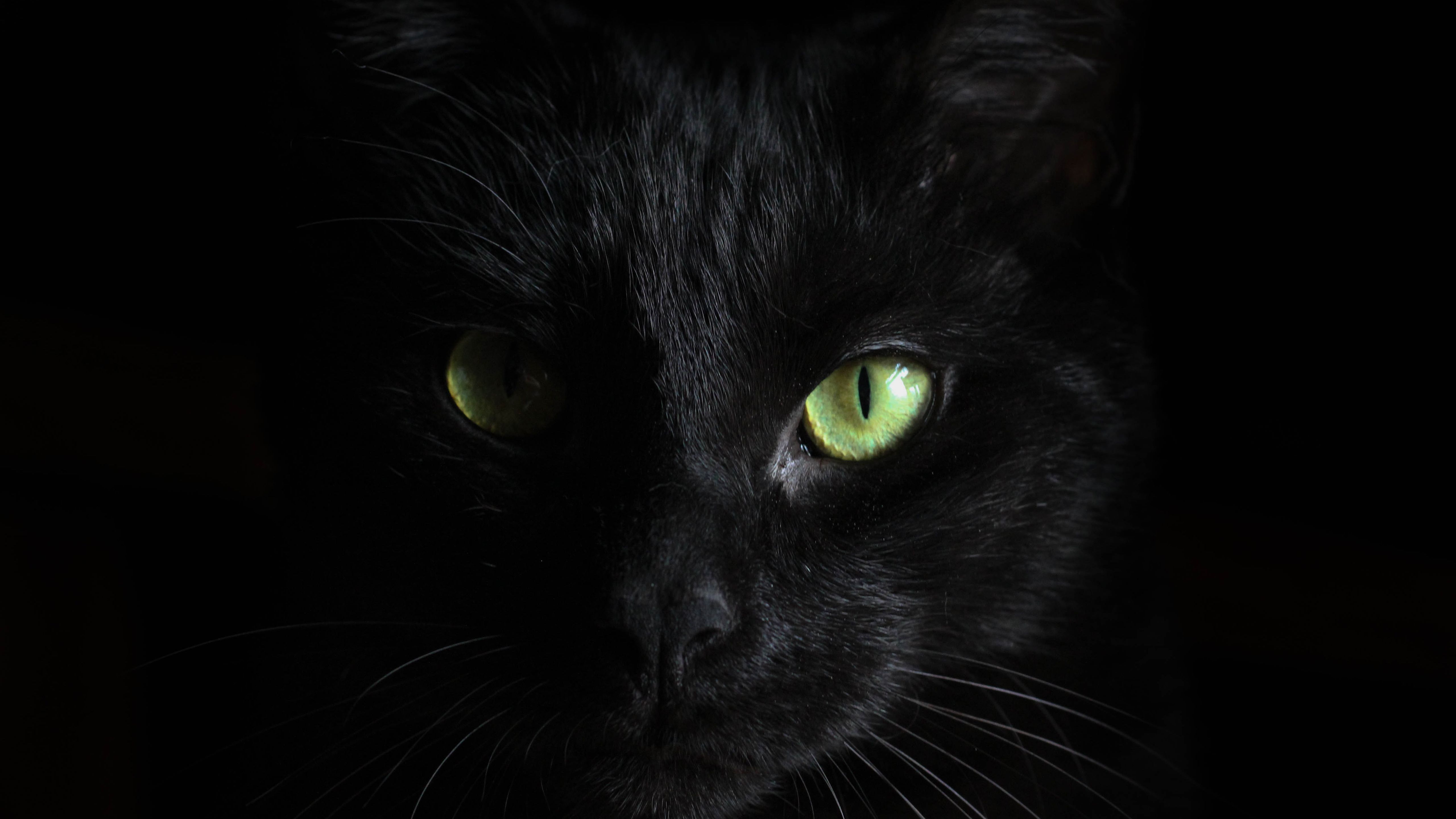 Black Cat 5K with dark background Wallpaper