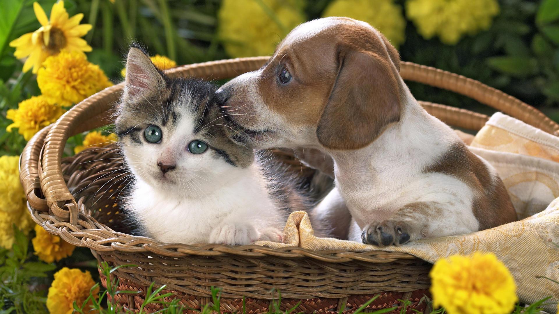 Kittens And Puppies Wallpaper