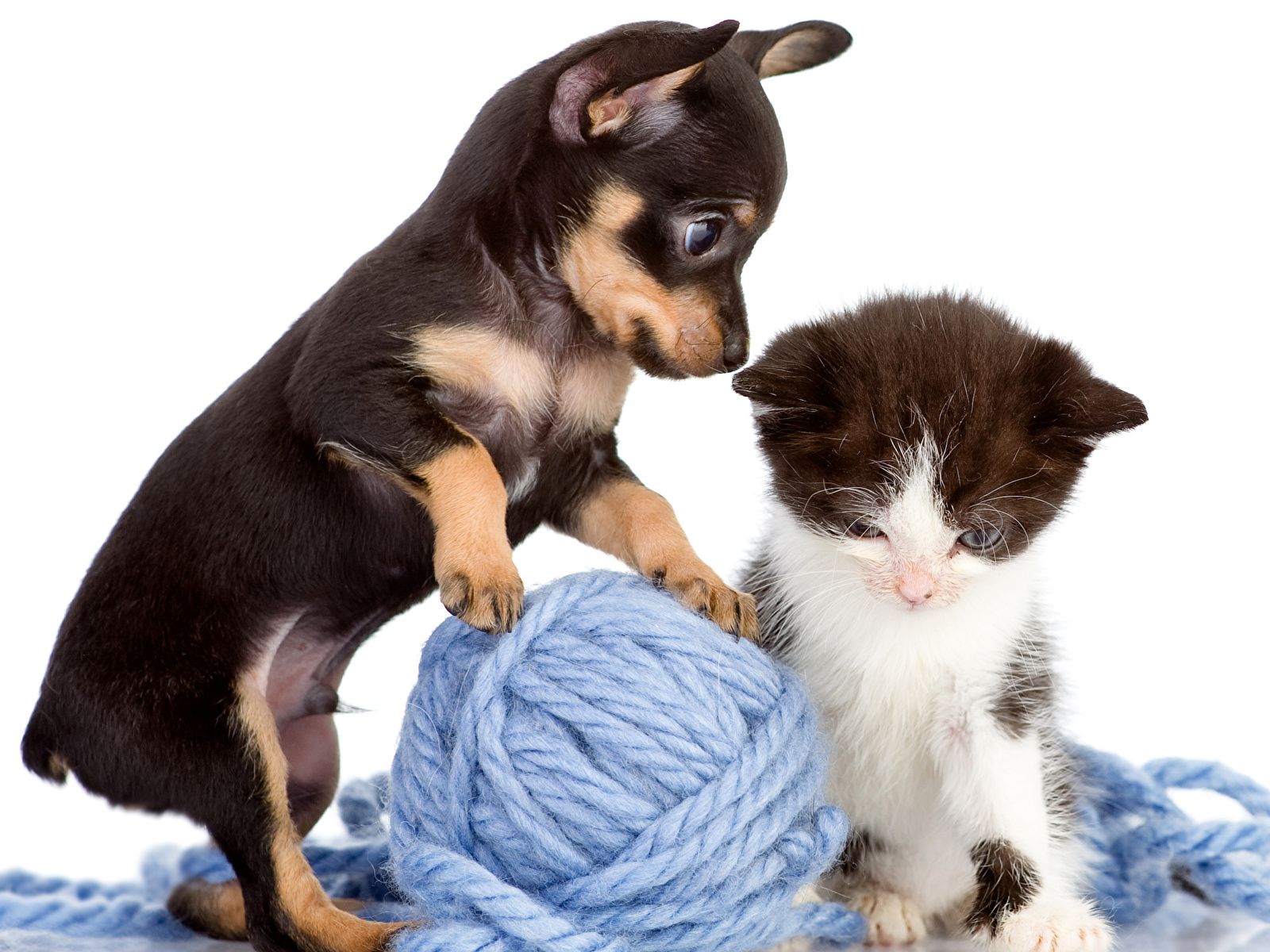 Desktop Wallpaper Kittens puppies Pinscher cat dog Two 1600x1200