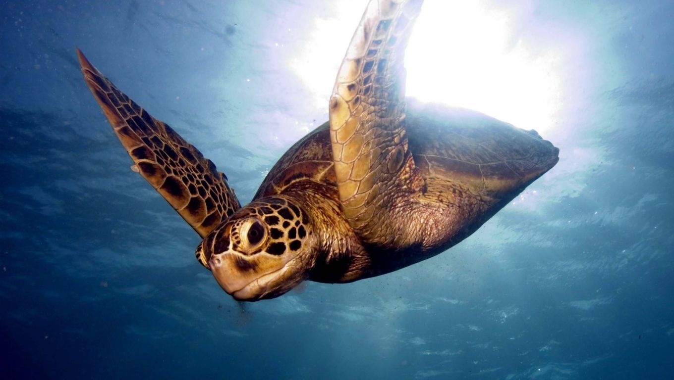 Barrier Reef Sea Swim Turtle