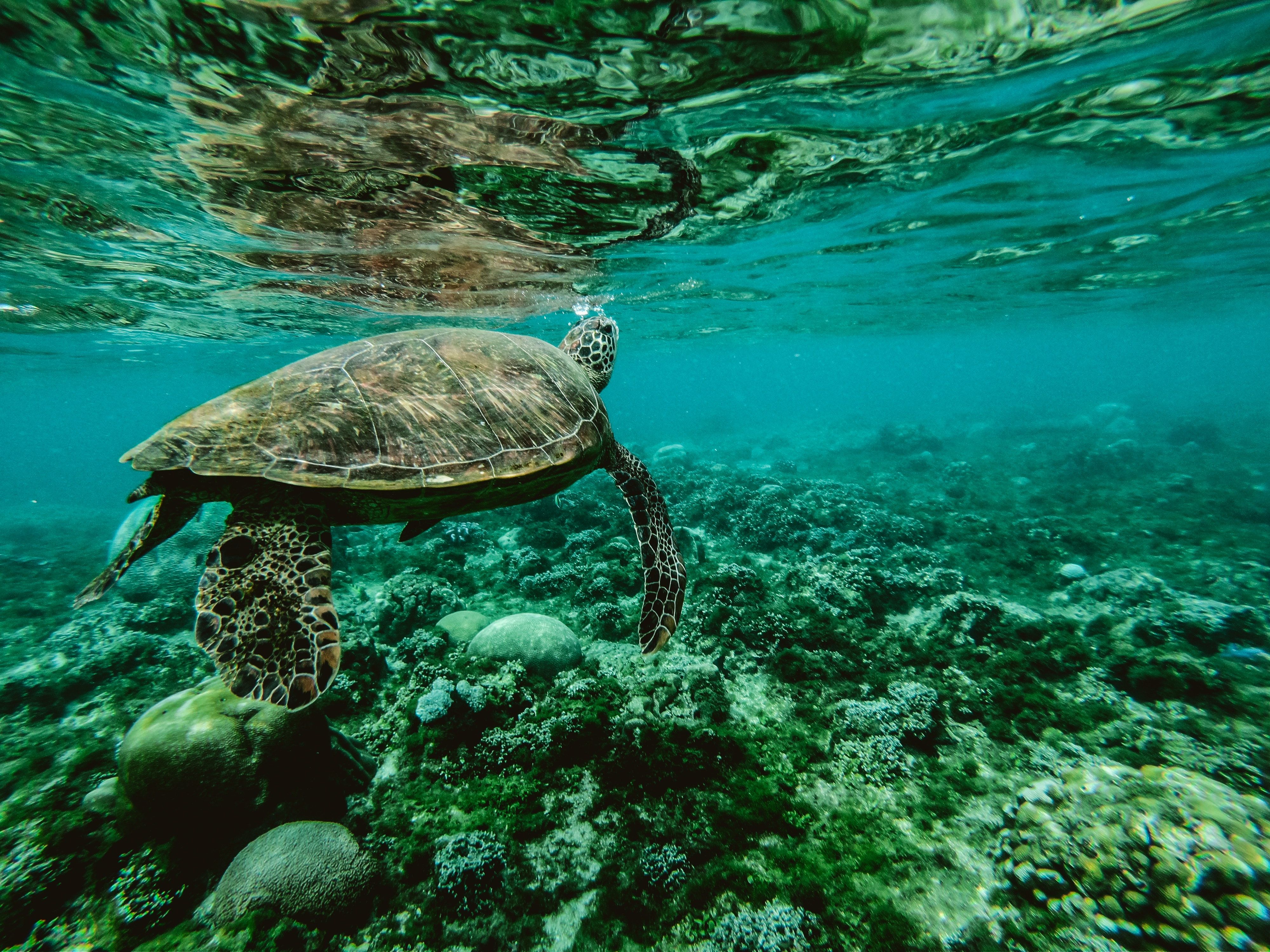 Photo of a Turtle Underwater · Free