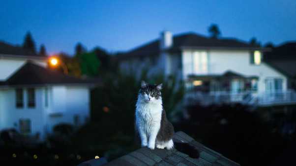 Cat on Roof 5K HD Wallpaper (1024x768)