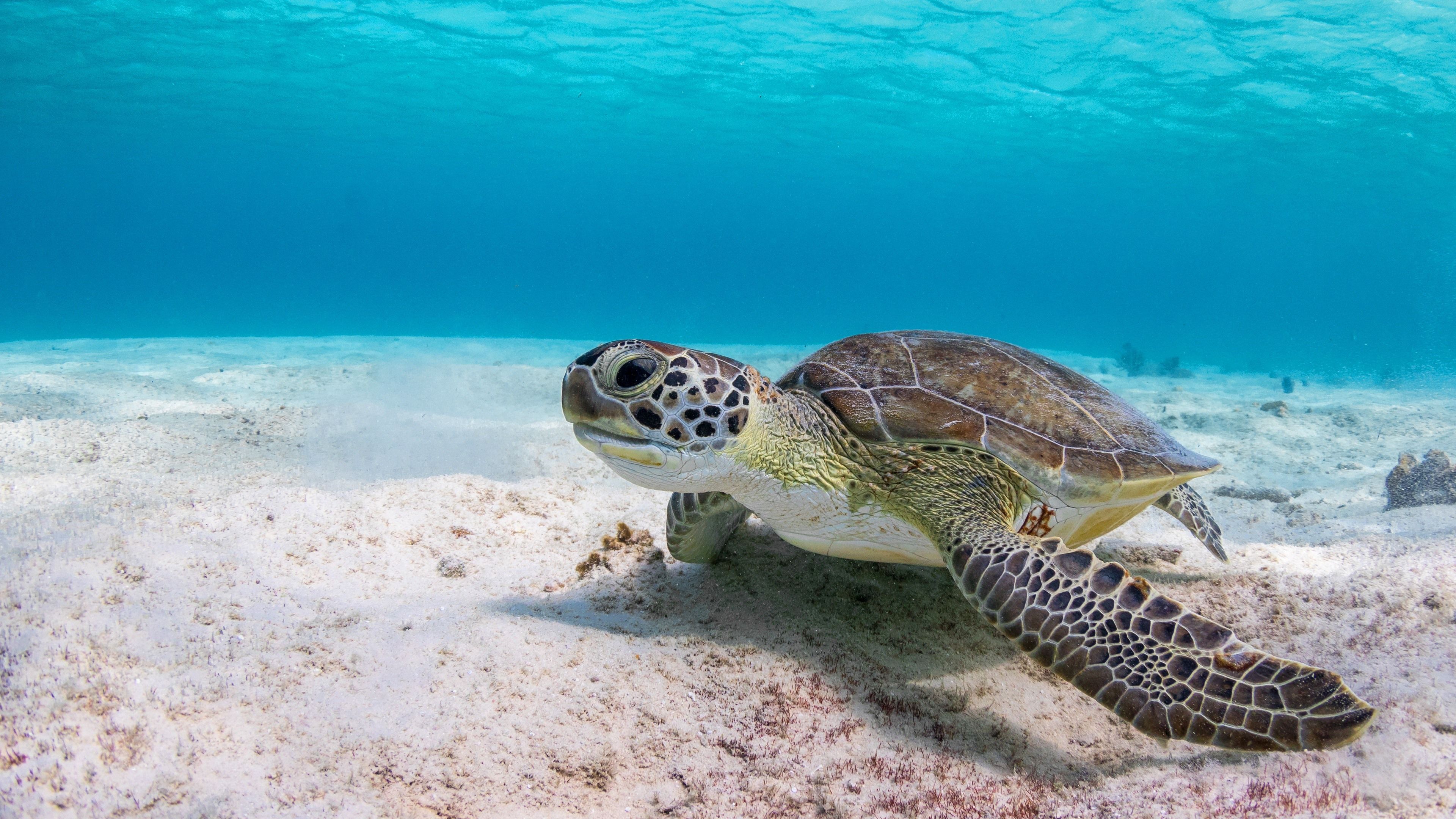 Wallpaper Turtle, underwater, sea 3840x2160 UHD 4K Picture, Image
