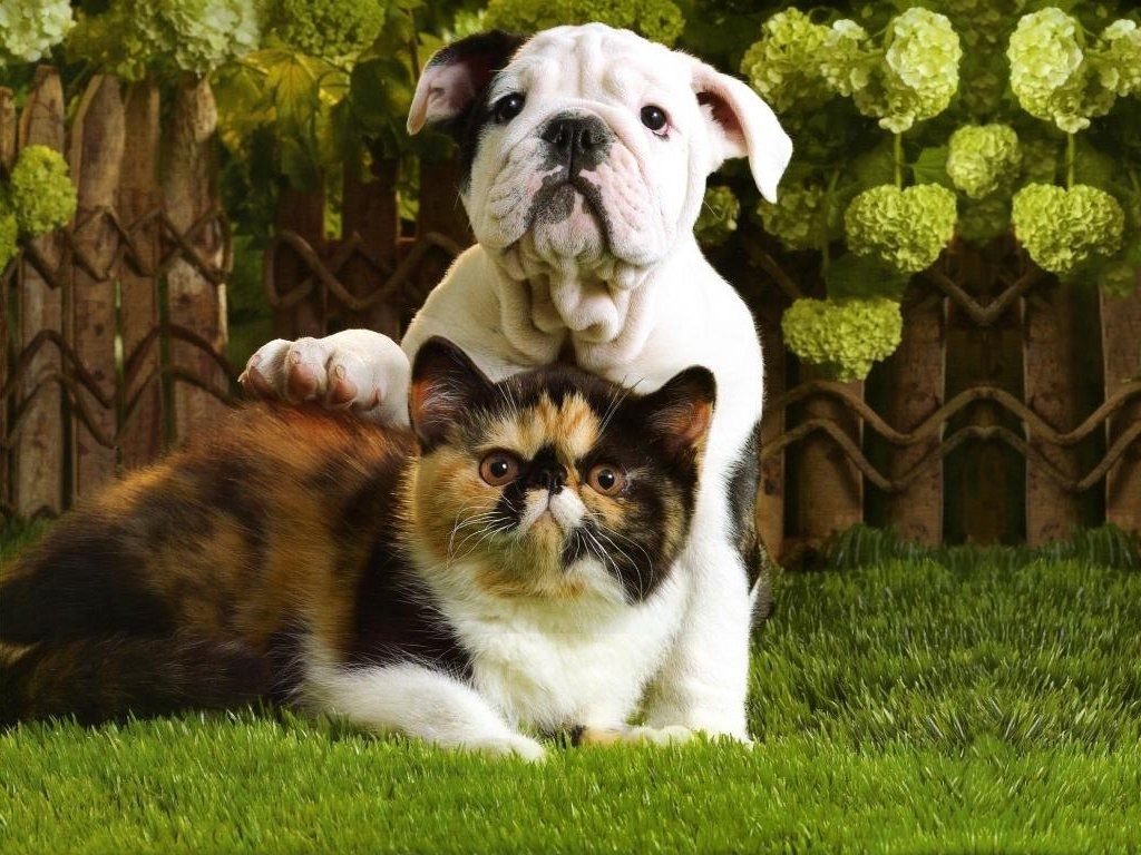 Puppy And Kitty Wallpaper