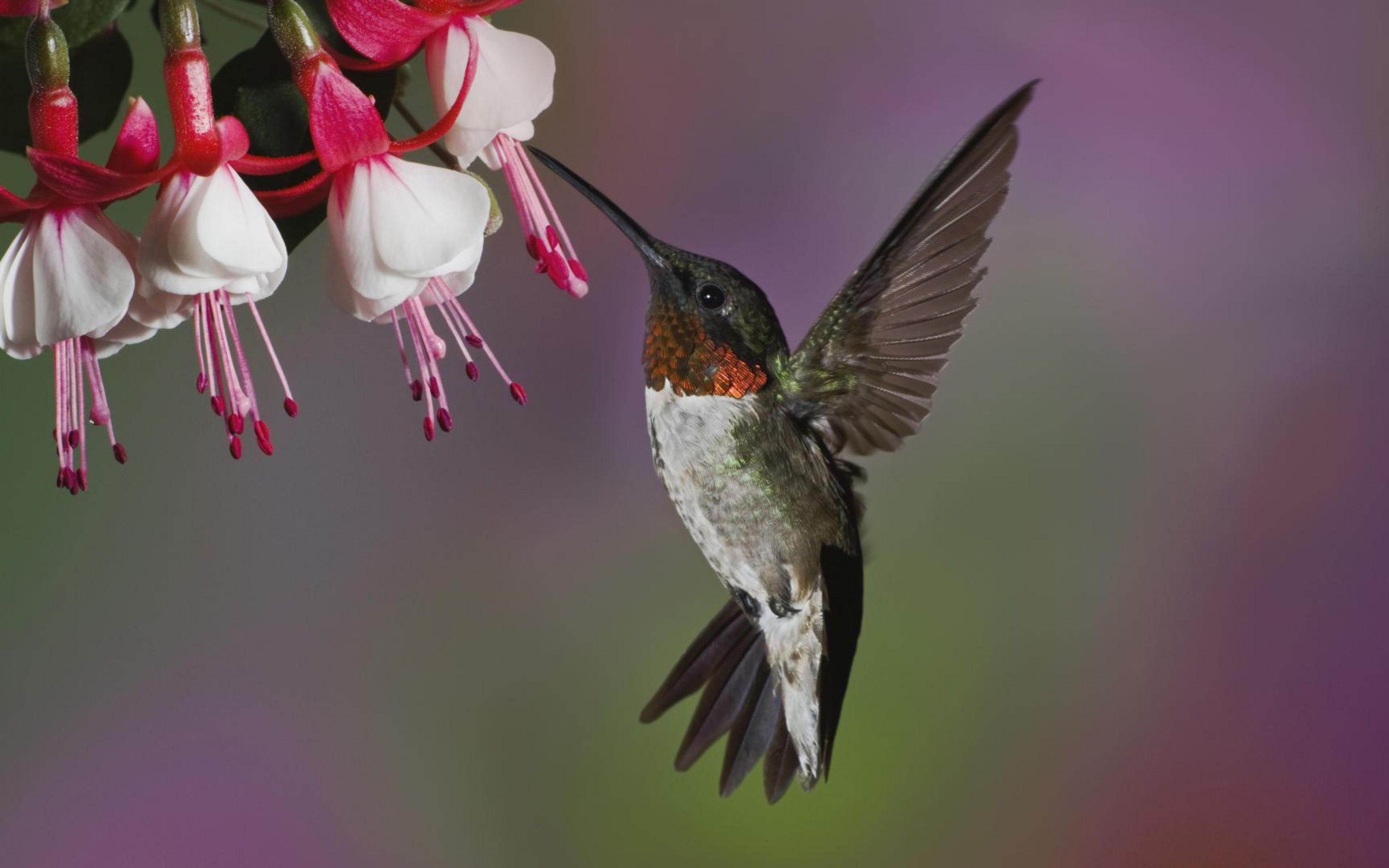 Ultra HD Wallpaper, flower 4K. ., Bird, Flying, Beak, Flower