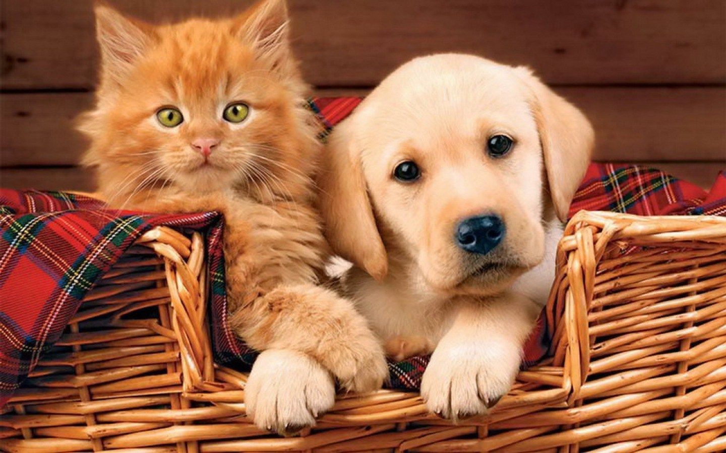 Puppy And Kitten Wallpaper Cats Dogs Two Animals Wallpaper