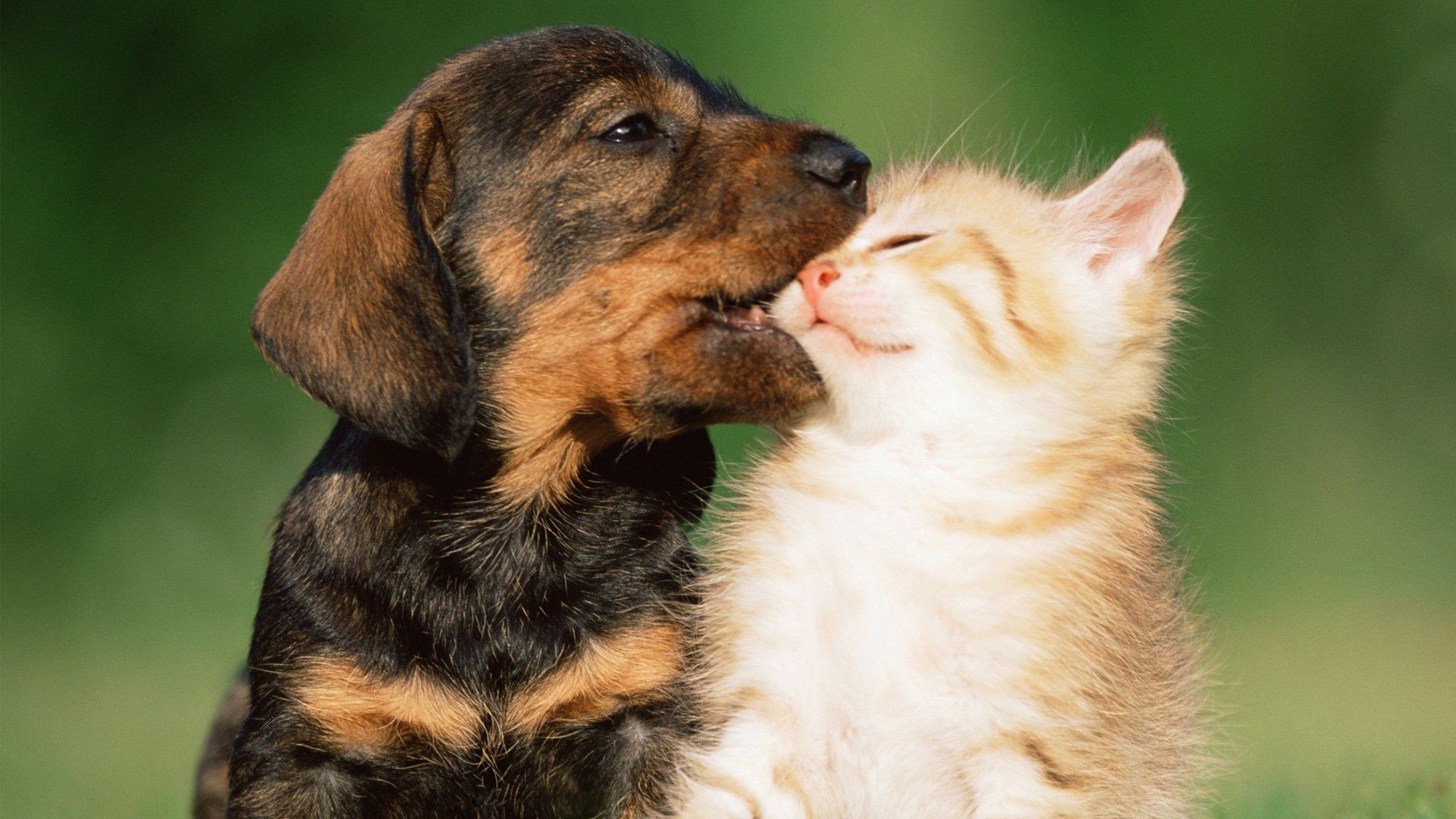 Puppy and Kitten HD Wallpaper