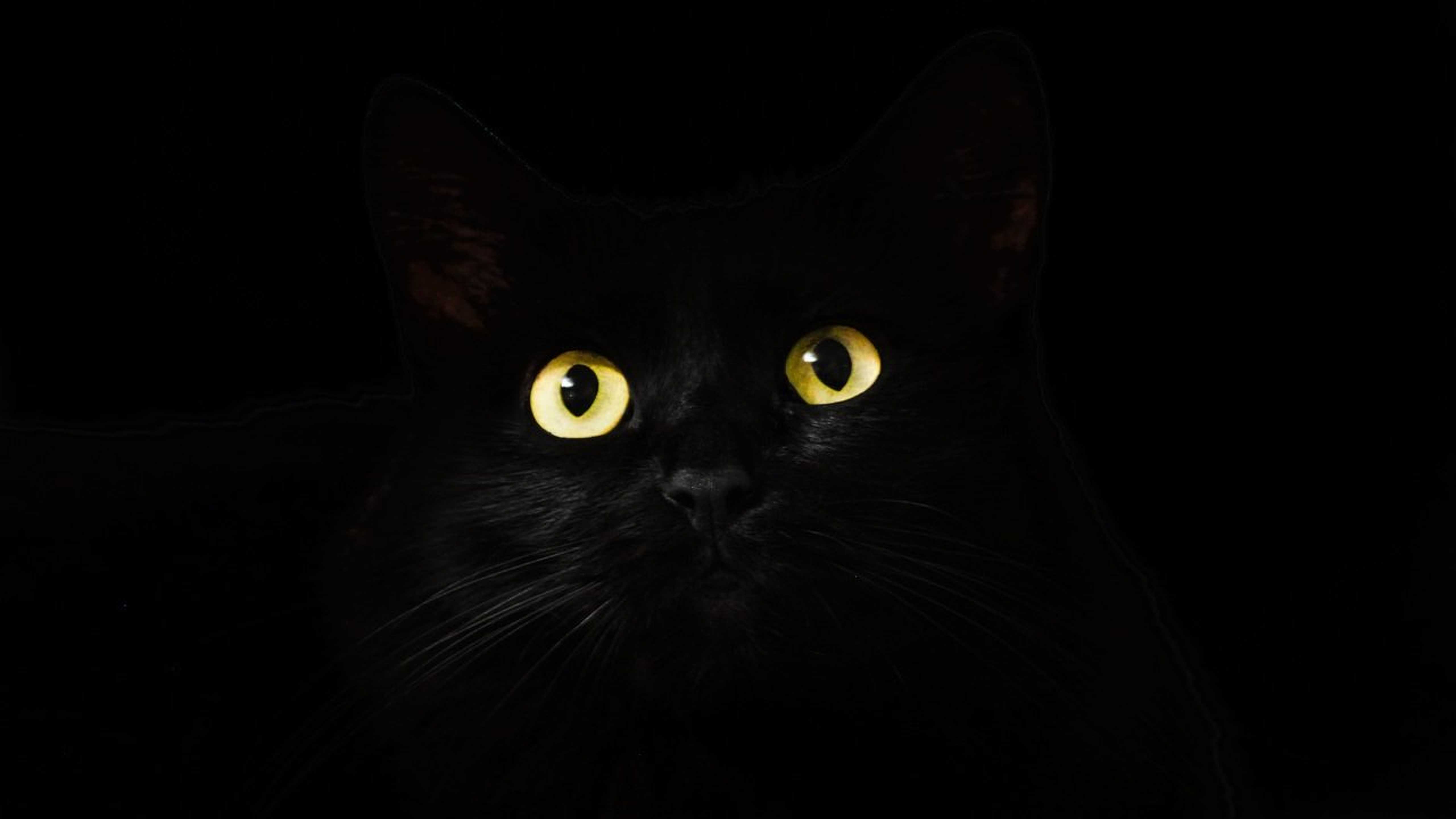 Black Cat Eyes Dark 5K HD Wallpaper (5120x2880)