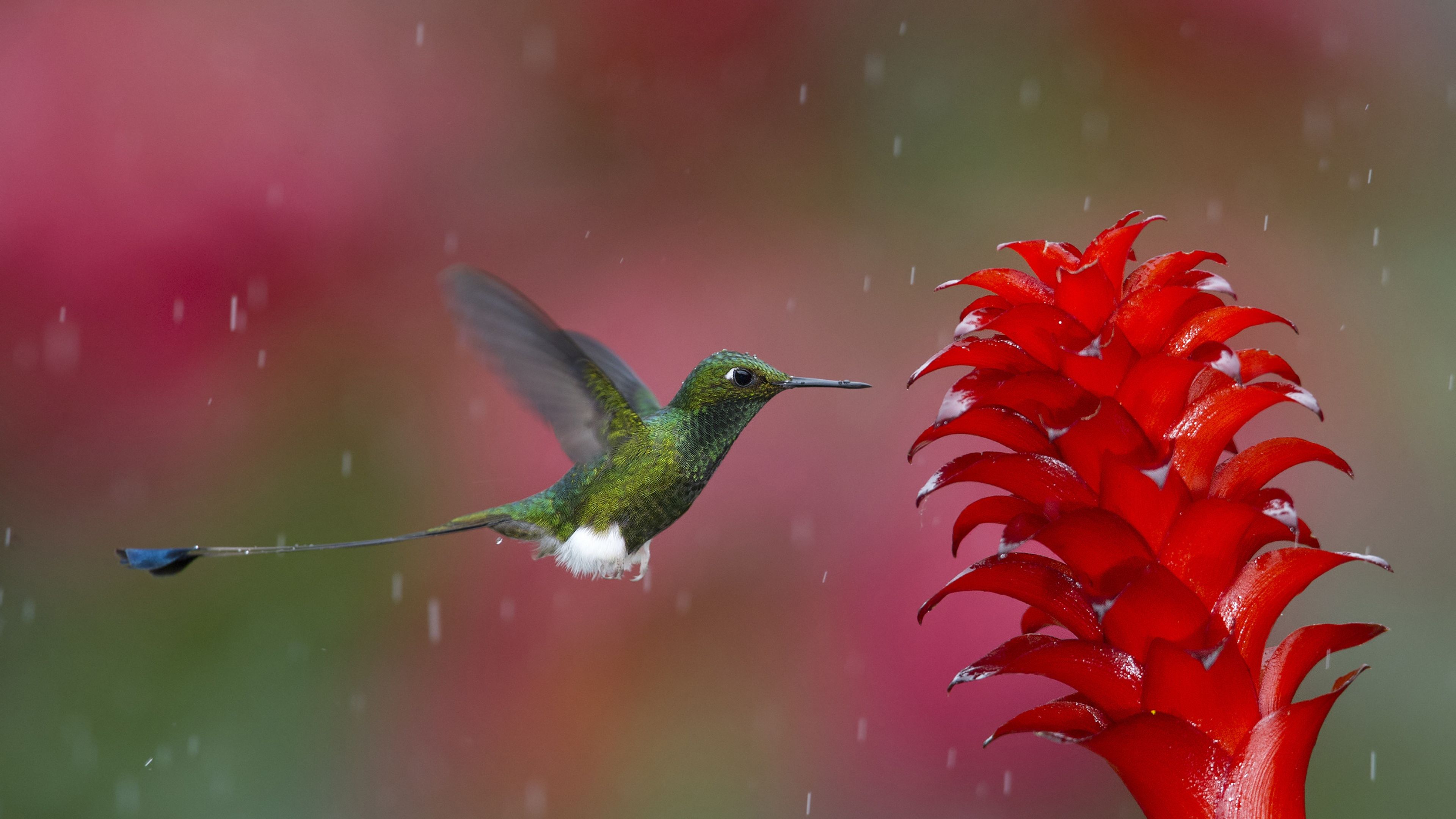 Hummingbird iPad Air HD 4k Wallpaper, Image