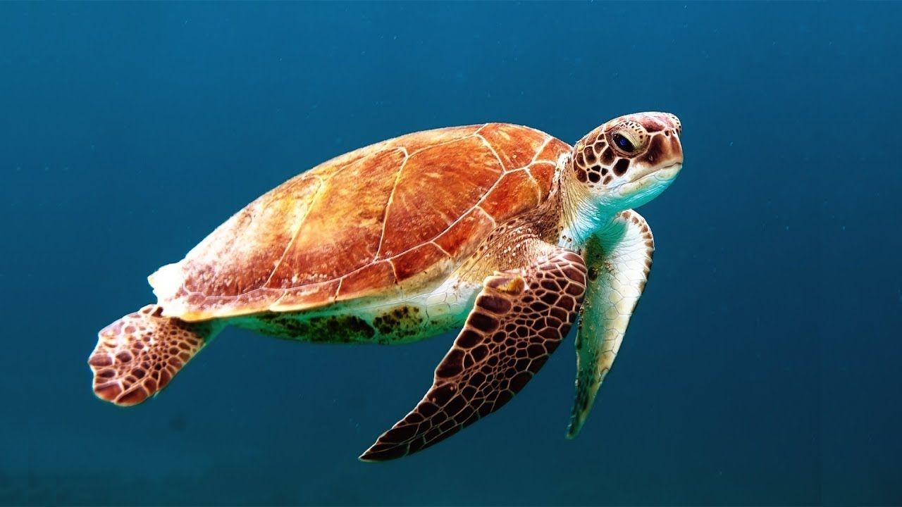 ❤ GIANT SEA TURTLES • CORAL REEF FISH • 12 HOURS • BEST RELAX