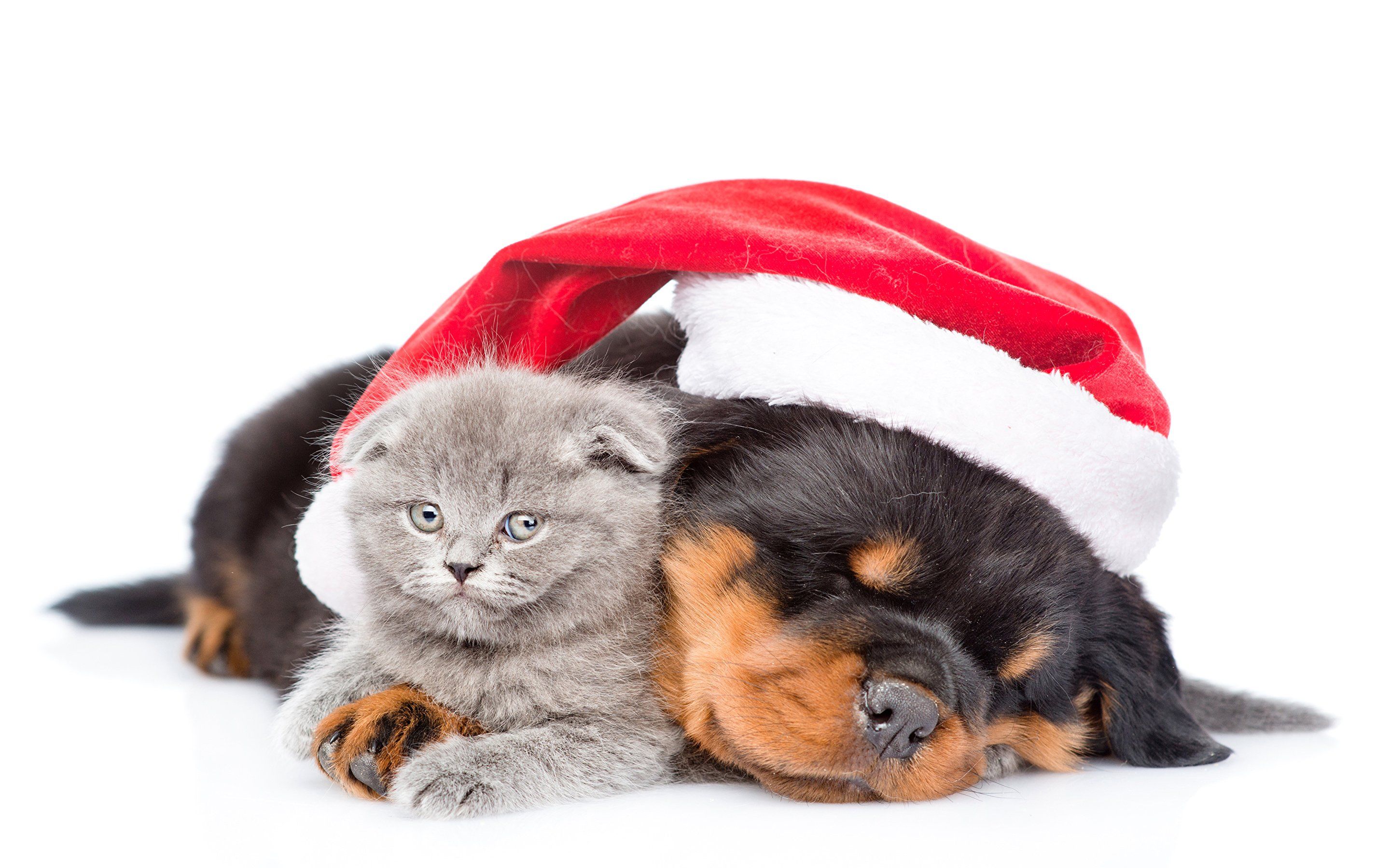 Christmas Wallpaper With Dogs And Cats