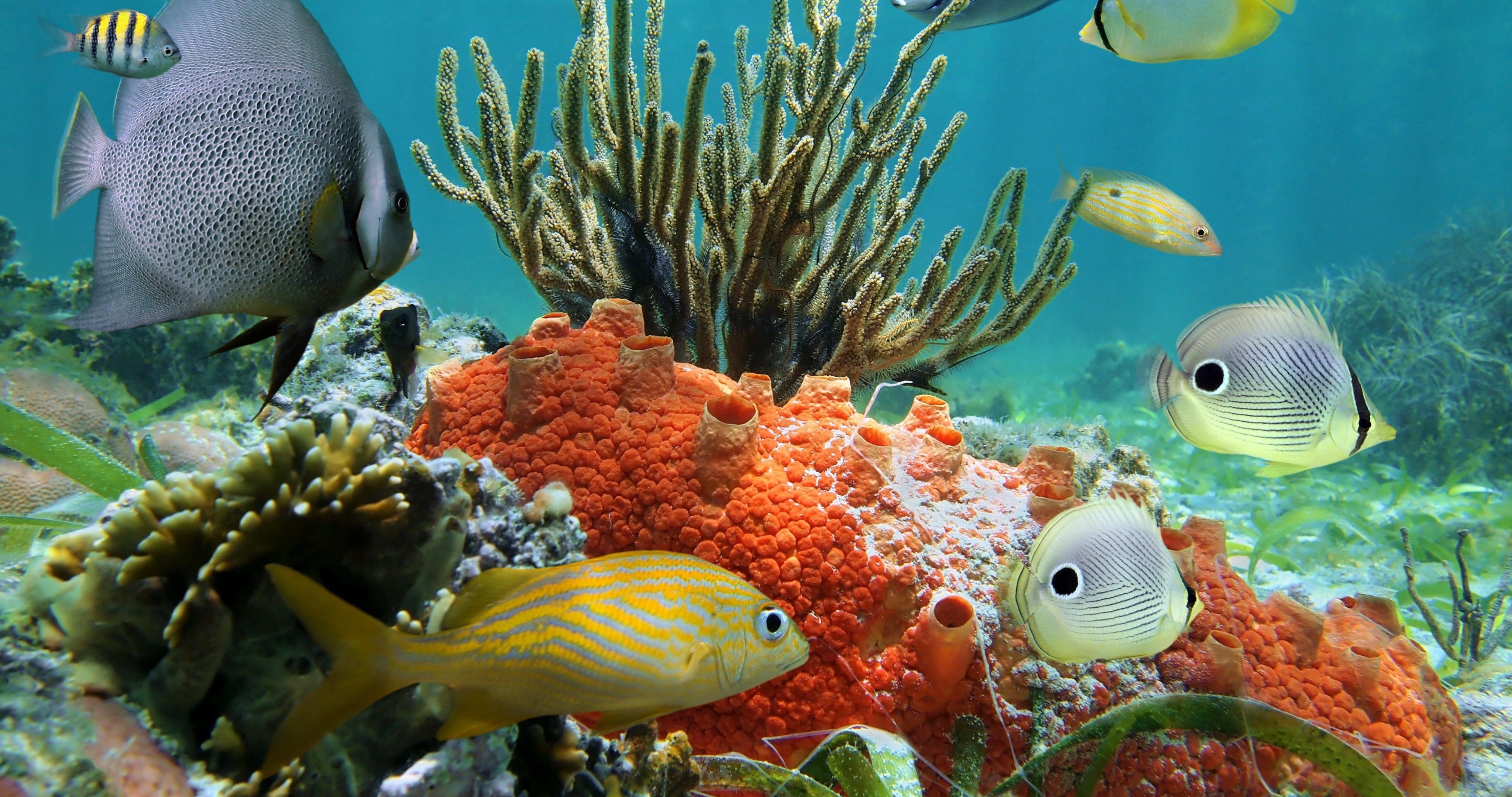 52 Best Free Coral Reef Uhd 4k Wallpapers Wallpaperac - vrogue.co