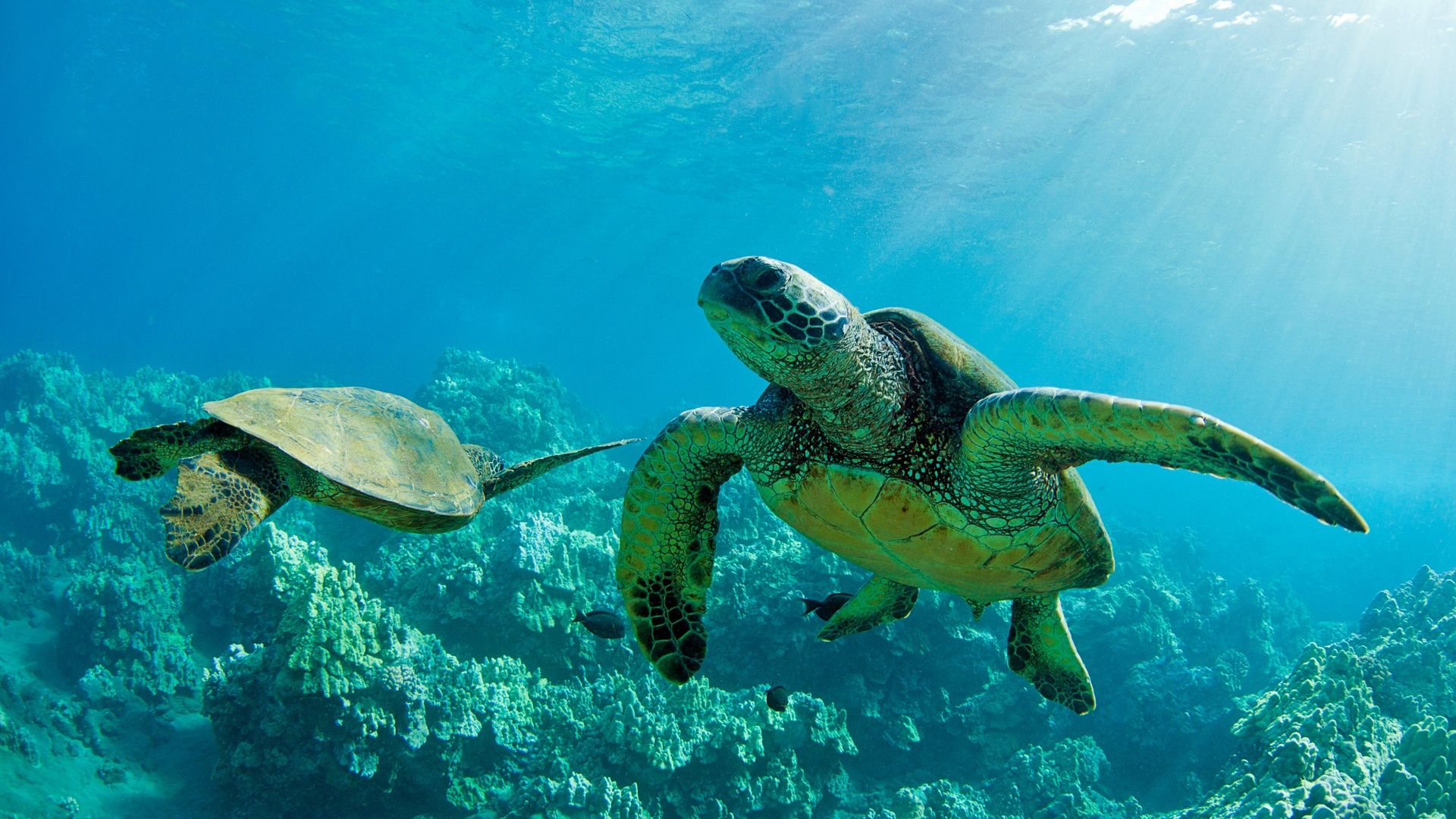 Wallpaper Two Green Sea Turtles, underwater, coral reef, Maui