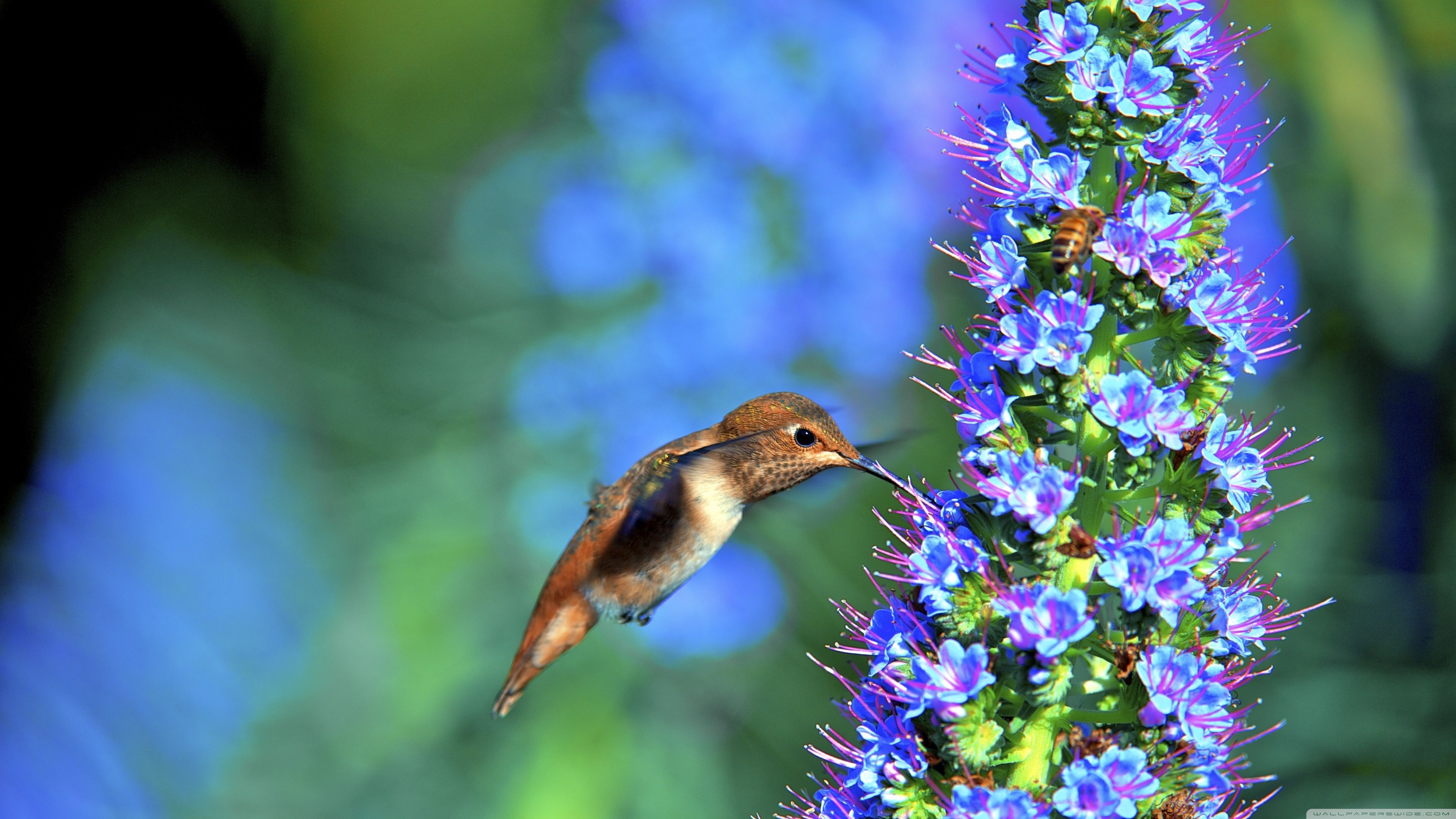 Hummingbird, Pride of Madeira Flower Ultra HD Desktop Background