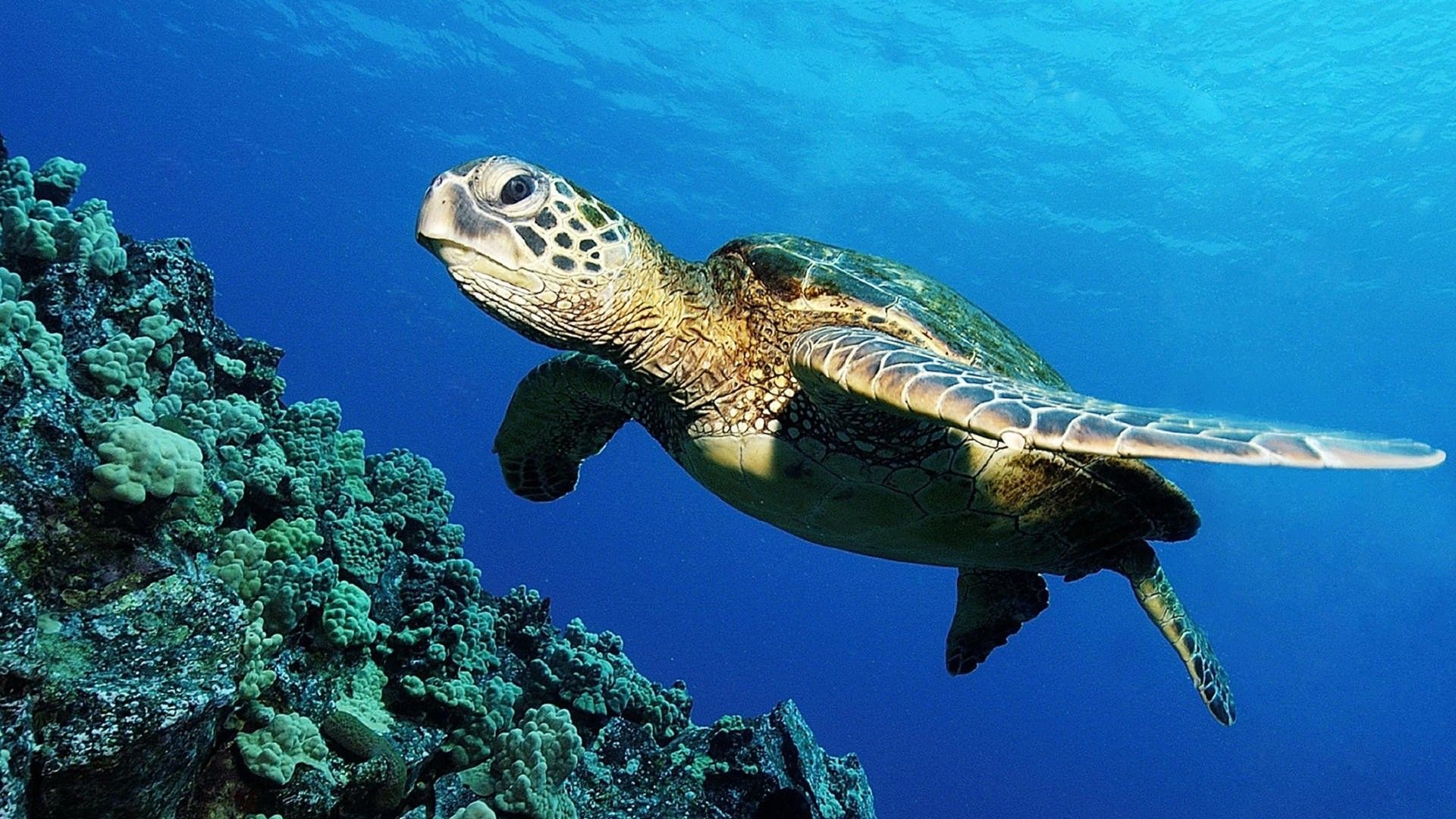 Turtles, Best, Desktop Wallpaper, turtles, dangerous, Sea