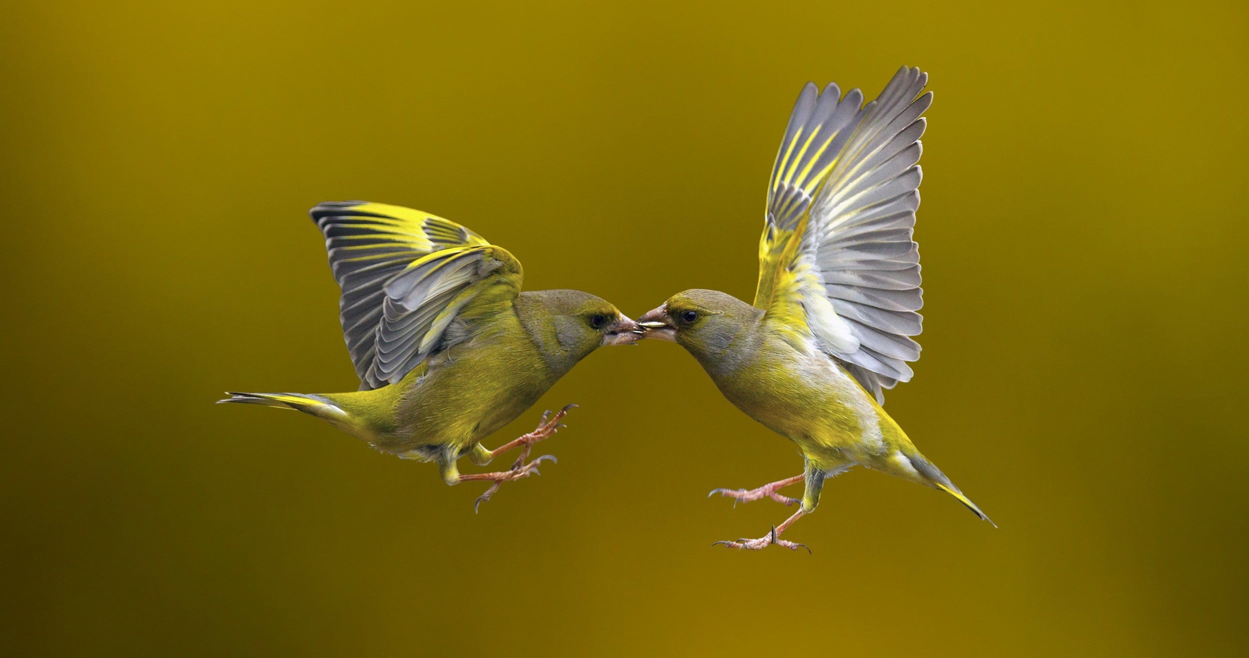 hummingbird 4k ultra HD wallpaper High quality walls