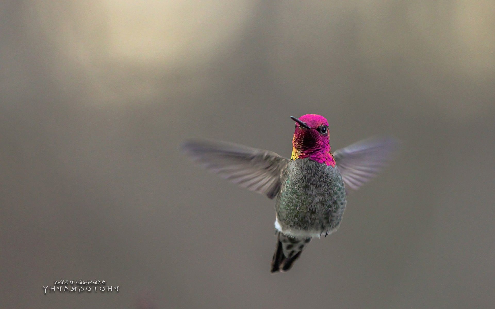 Hummingbird Desktop Laptop Full HD 1080P HD 4k