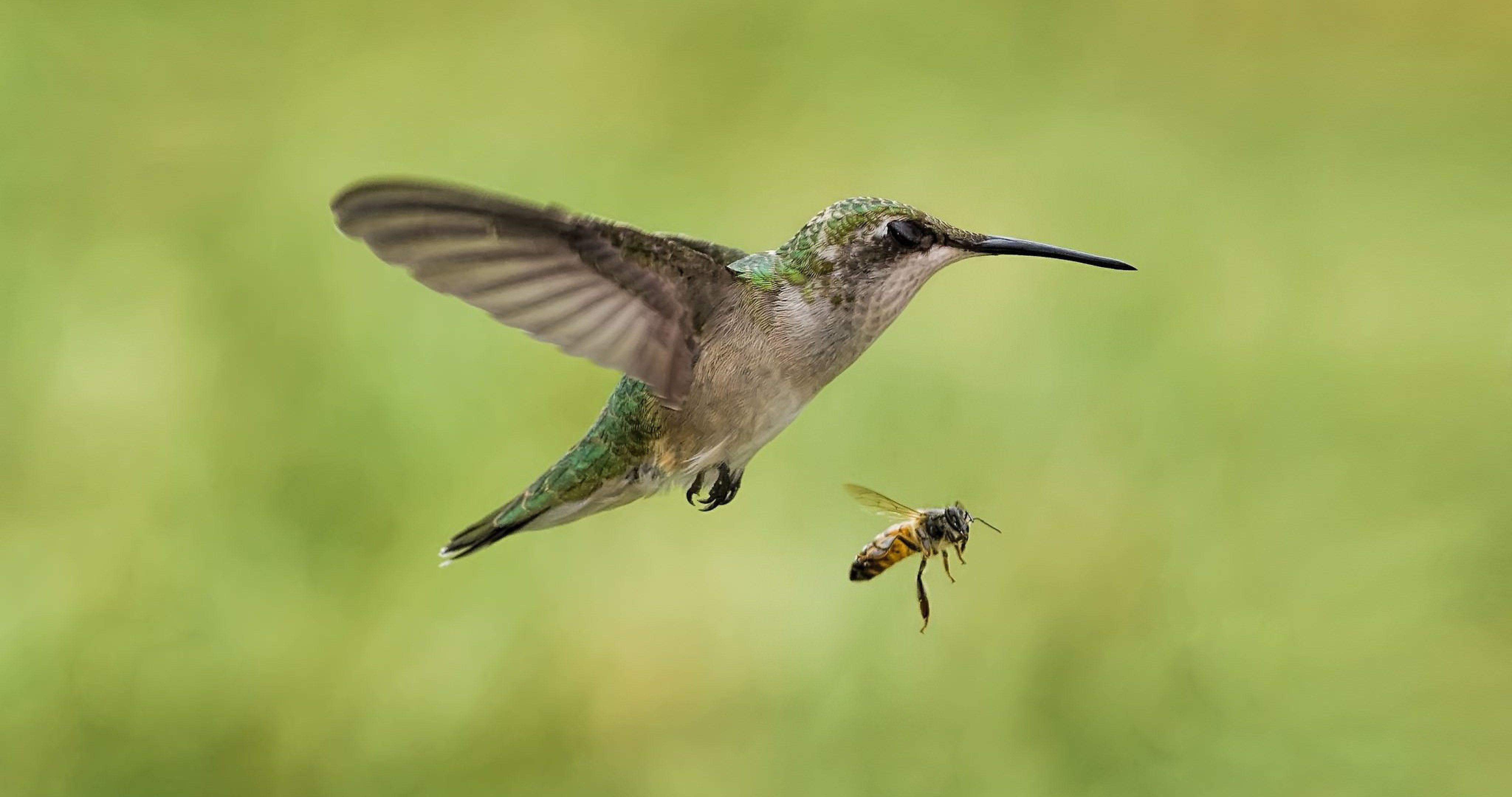 bird hummingbirds and bees 4k ultra HD wallpaper. Bee hummingbird